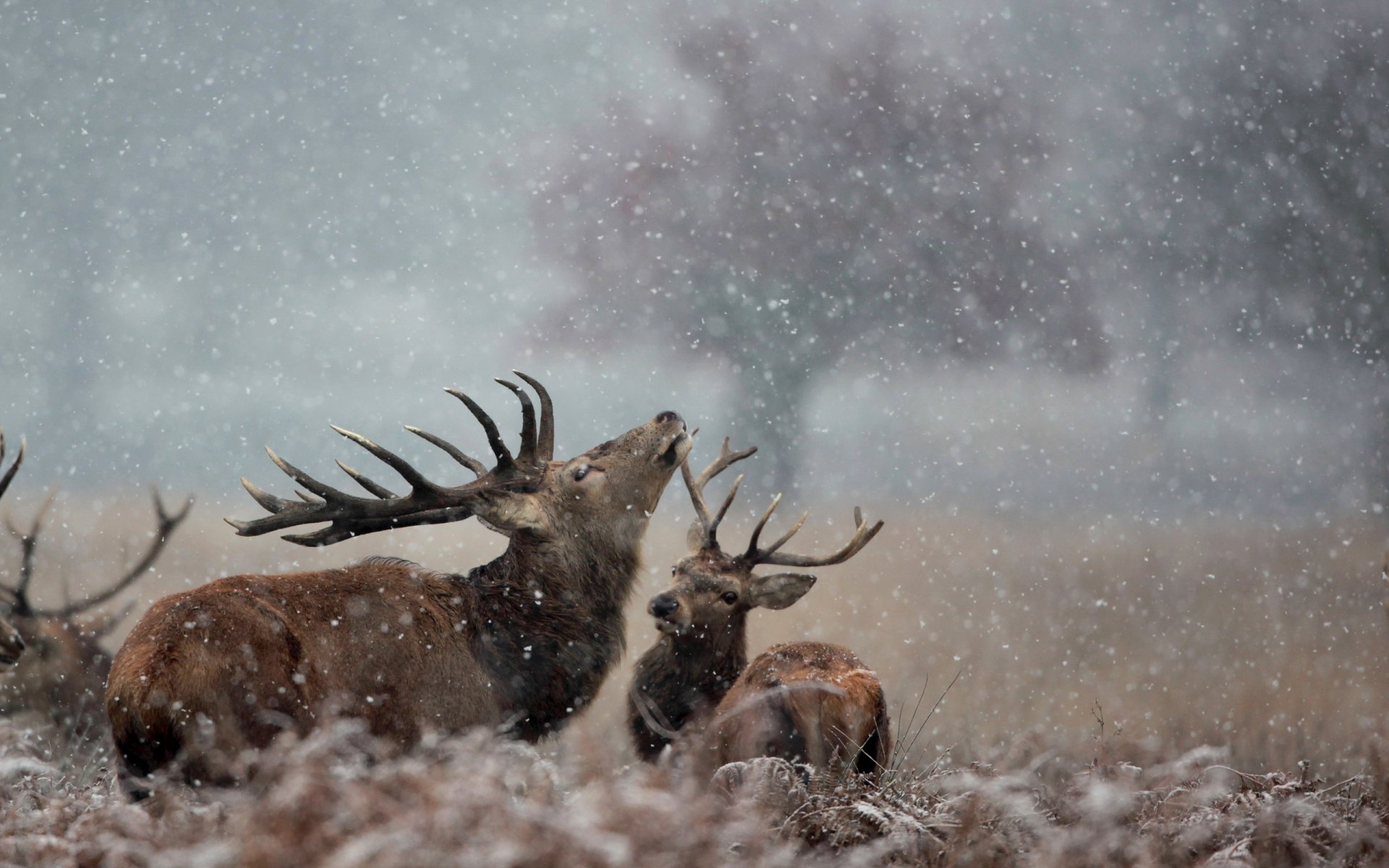 ciervos nieve naturaleza