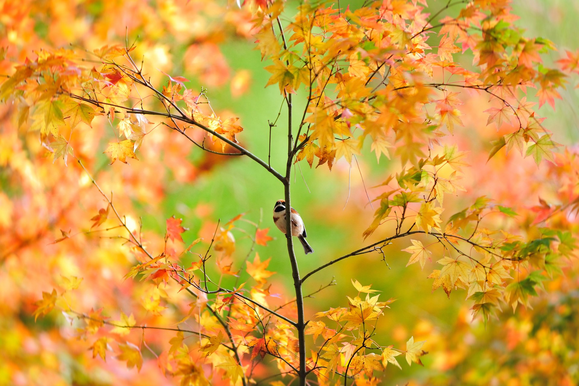 pájaro gorrión árbol japonés otoño follaje