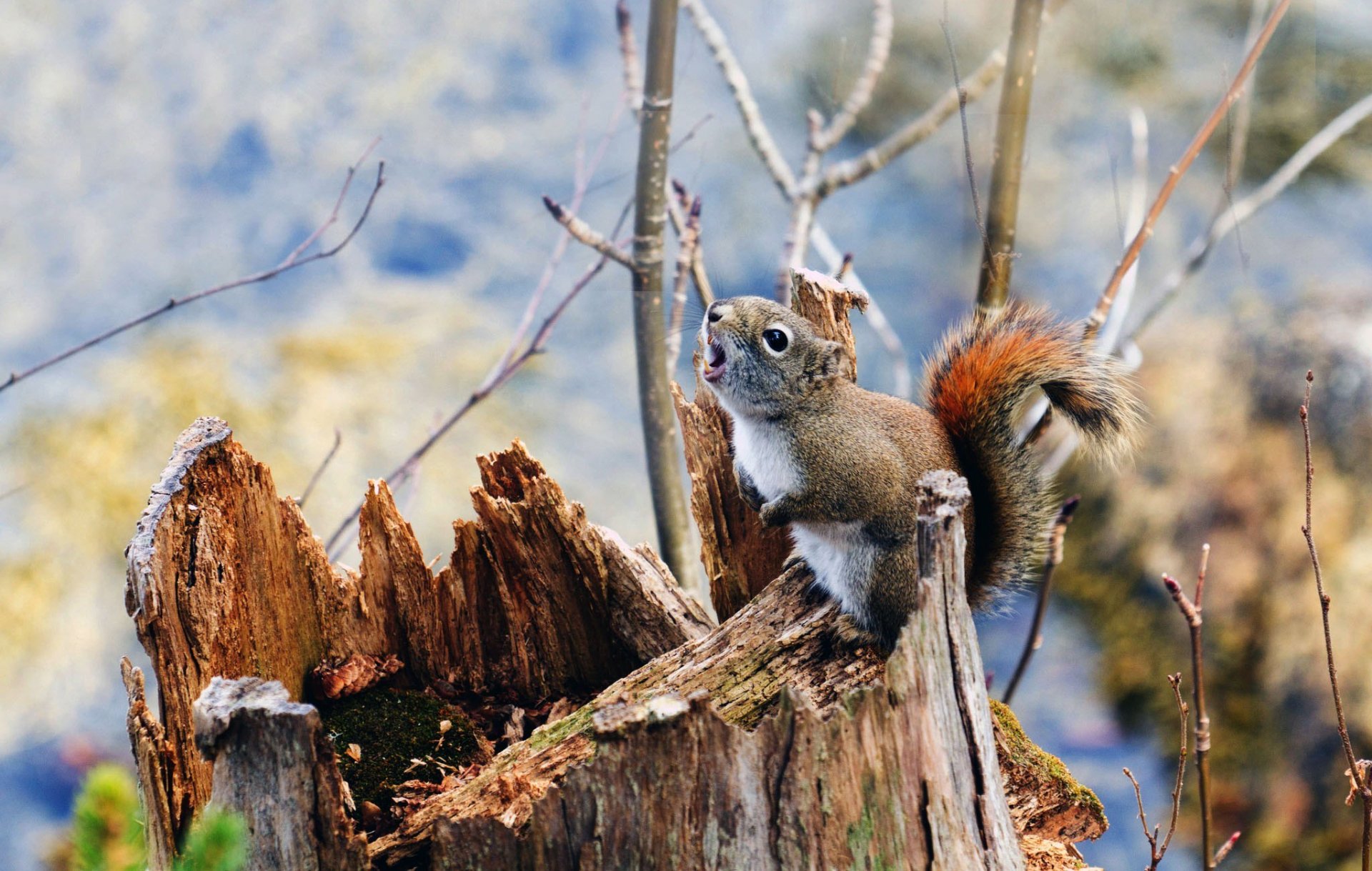 natura ceppo rami scoiattolo piante muschio sfocatura