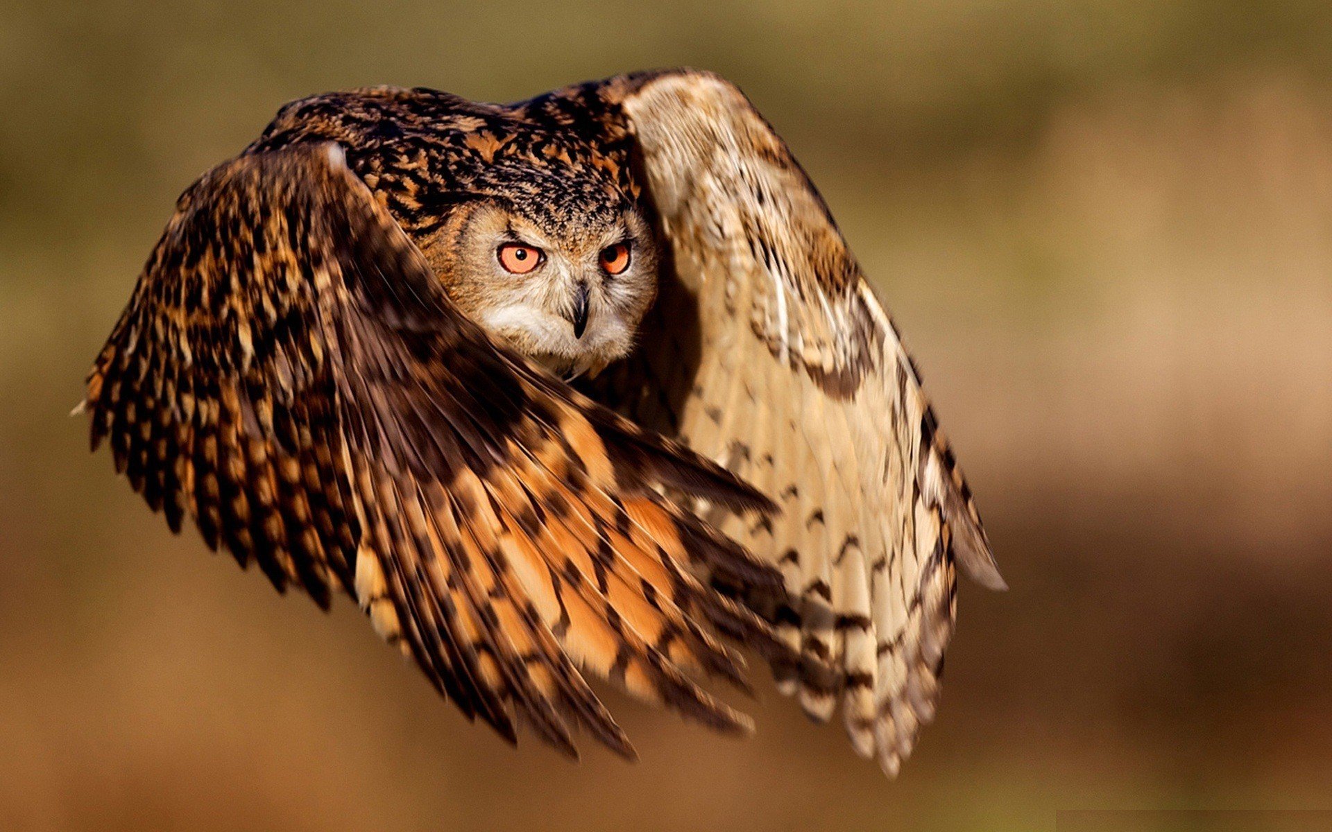 owl flight wings eye