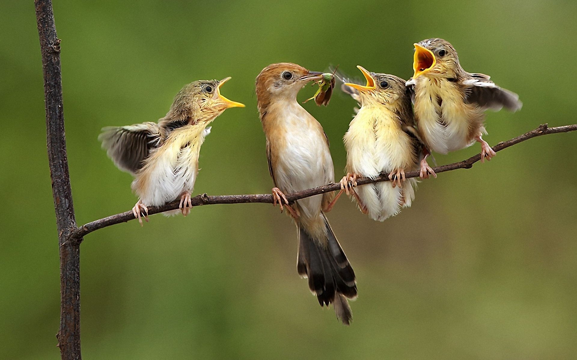 birds sparrows mom kids family food food hunger feed fly insect branch tree who s first kids yellow-mouthed nature feathers wings chick-chirp