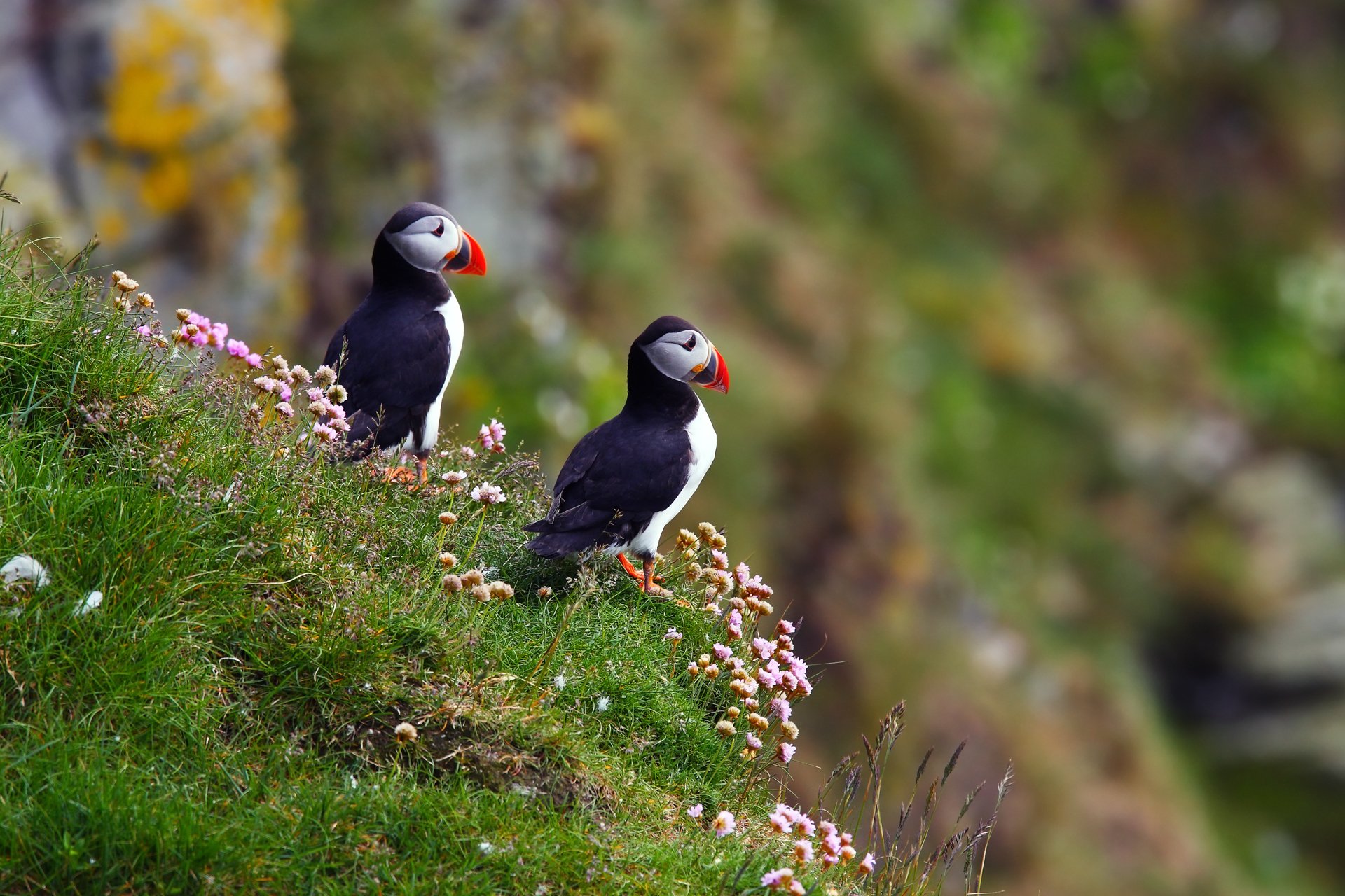 ptaki maskonur atlantycki fratercula arctica maskonur