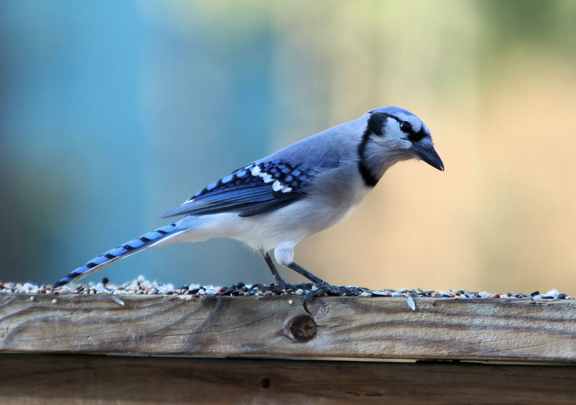 vogel steht blauer eichelhäher