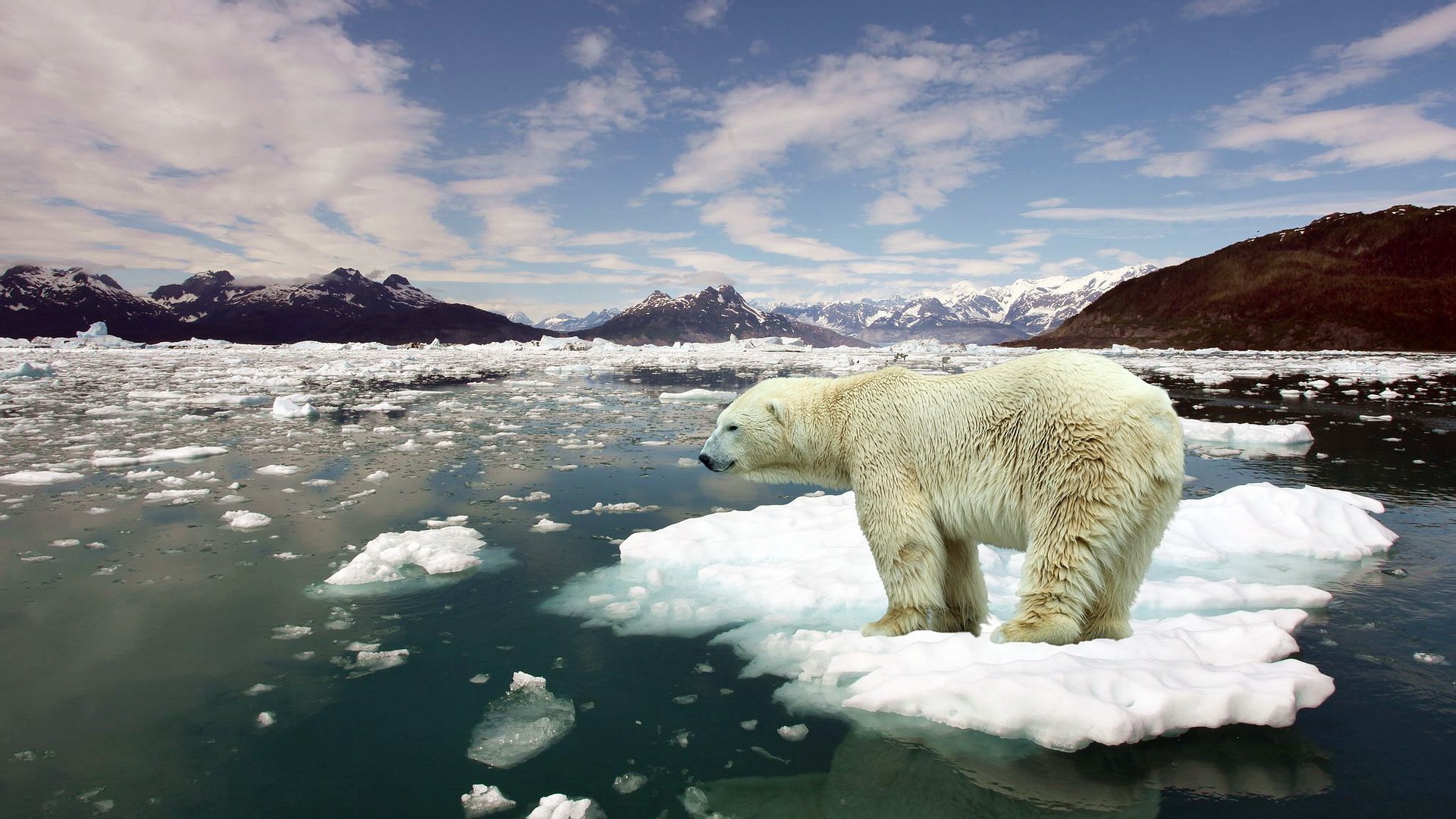 blanc ours bête arctique gel hiver neige mer océan banquise horizon loin montagnes ciel nuages laine fourrure prédateur