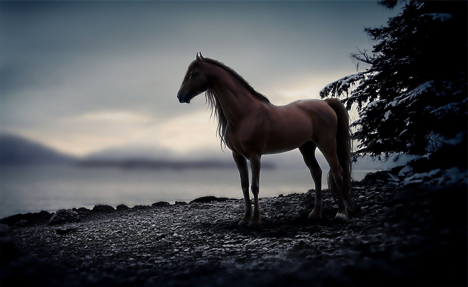 animal horse horse evening stone