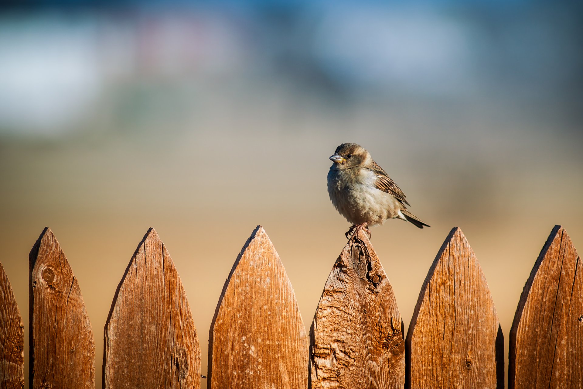 vogel spatz zaun