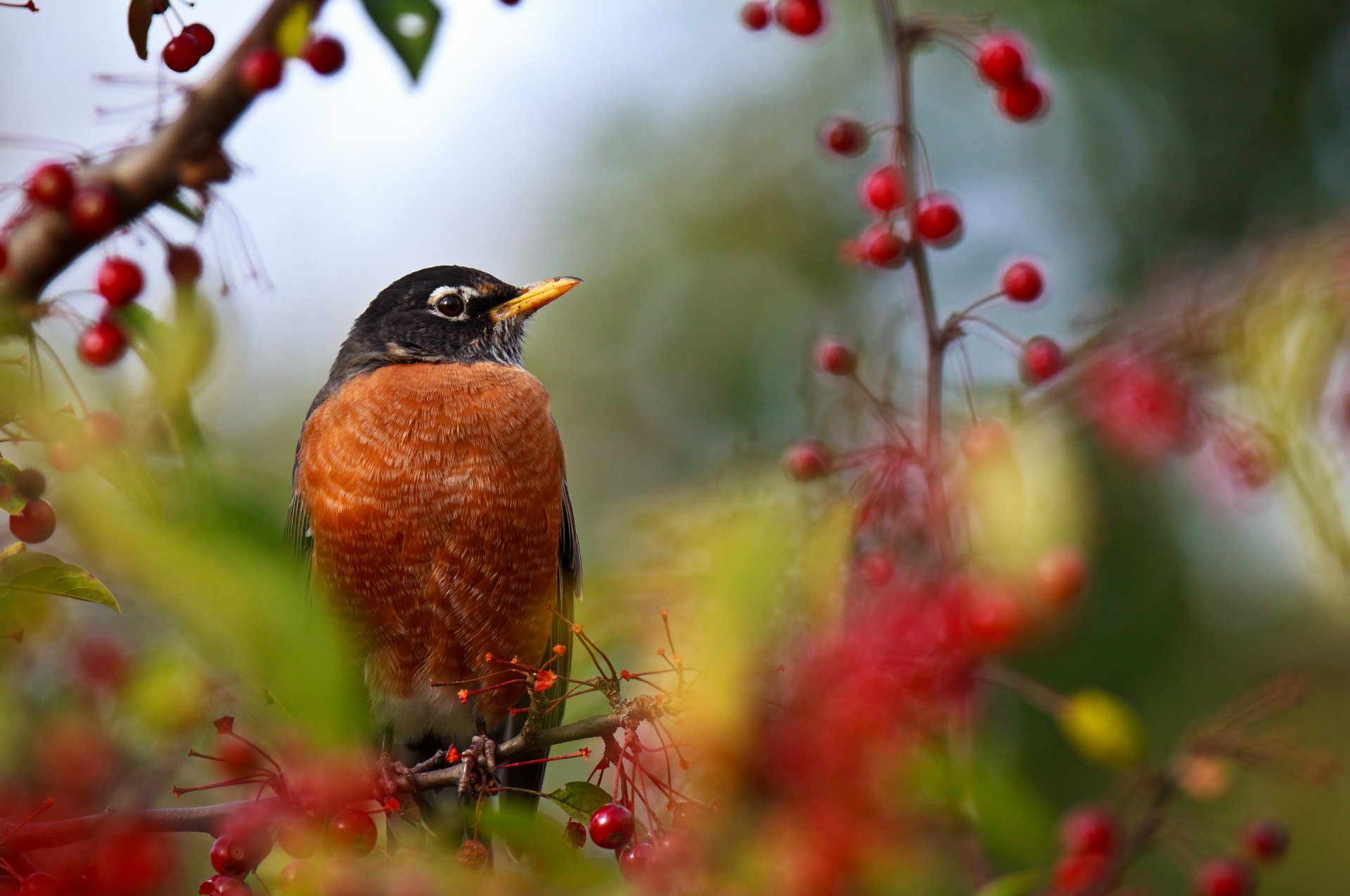 vogel zweige beeren rosengewächse