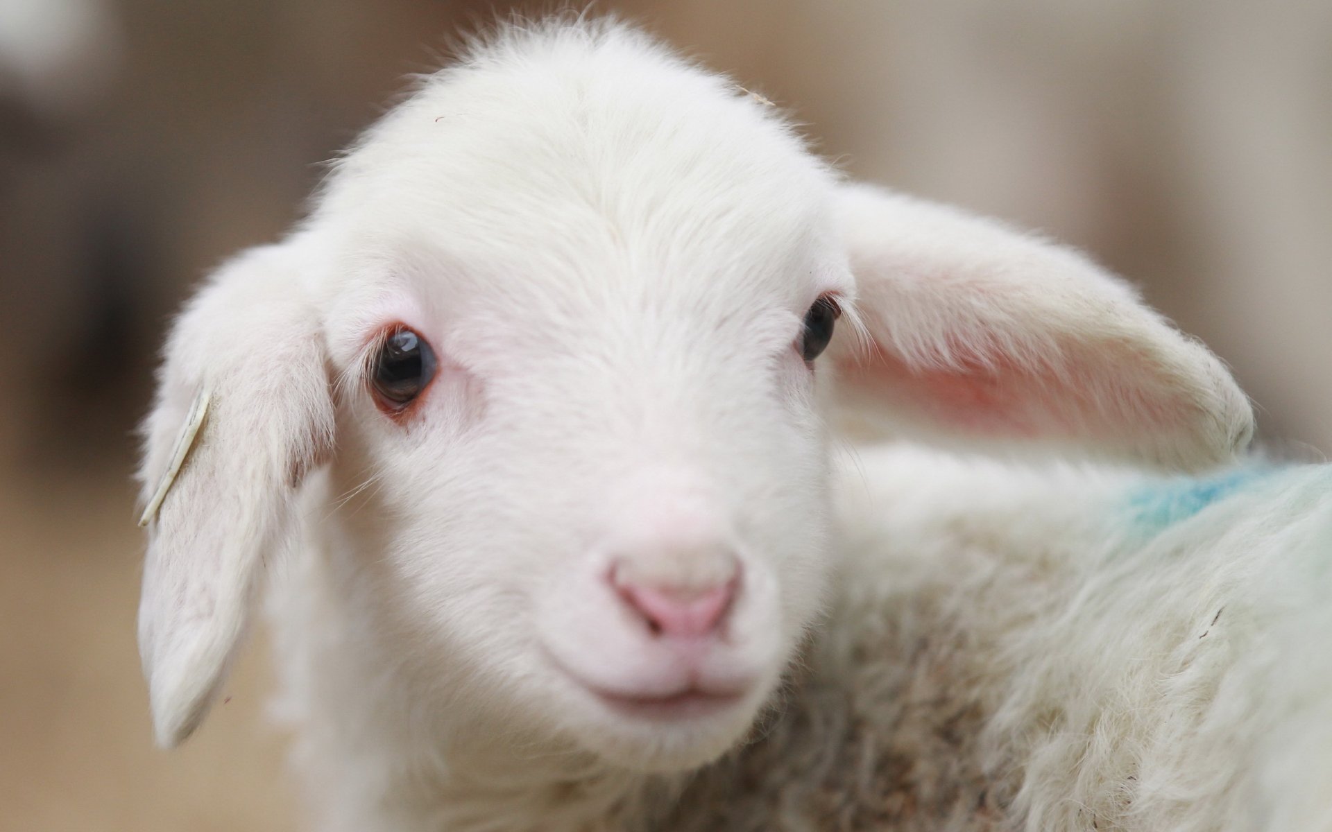 pecora animale villaggio