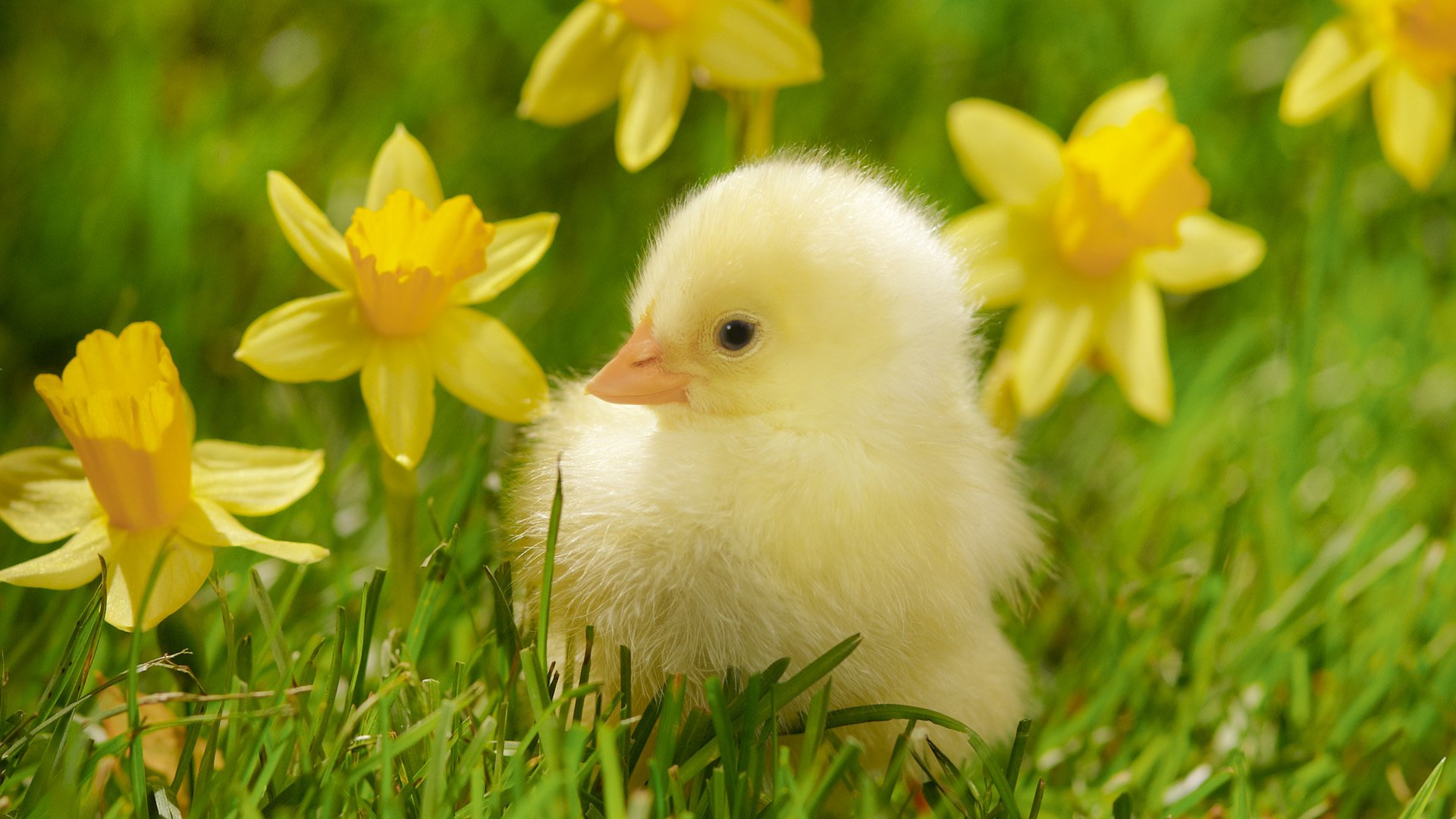 gros plan oiseau poussin fleurs jaune poussin jonquilles herbe