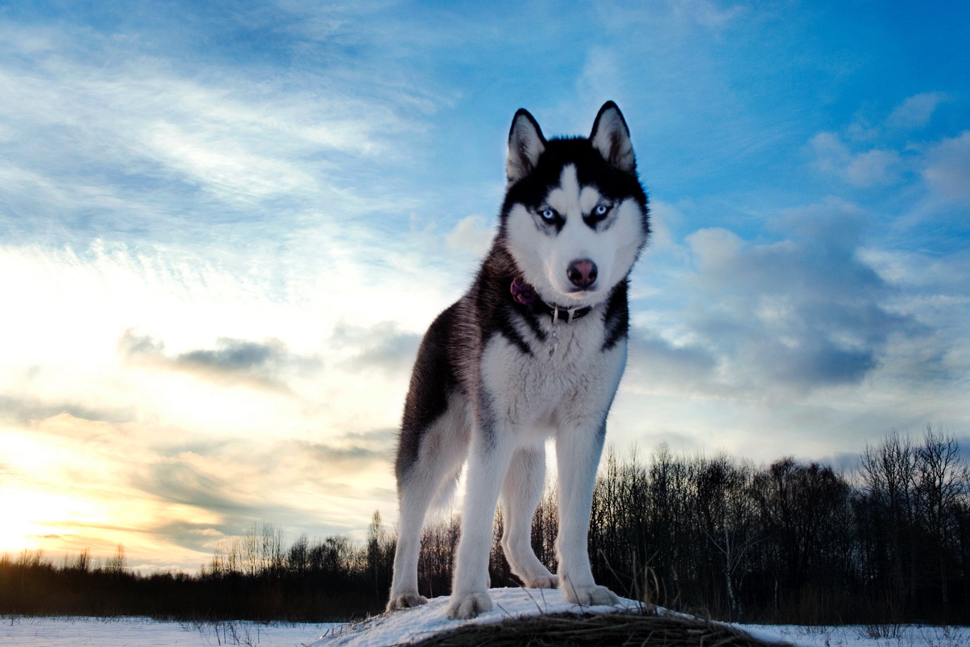 husky dog winter sky