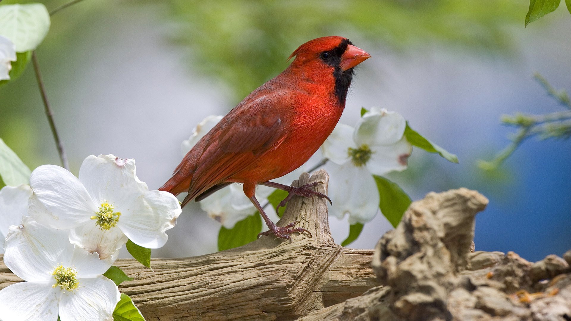 cardinal oiseau rouge plumage branche printemps fleurs