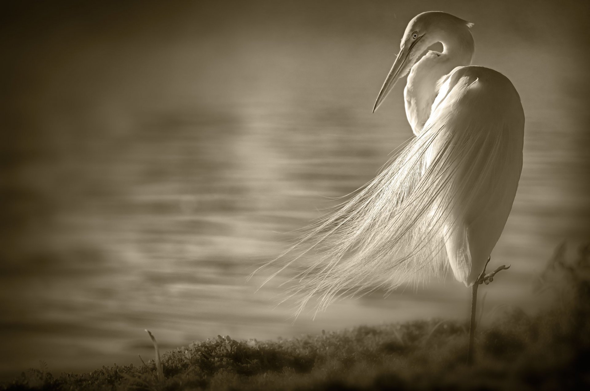 garza blanca pájaro alas