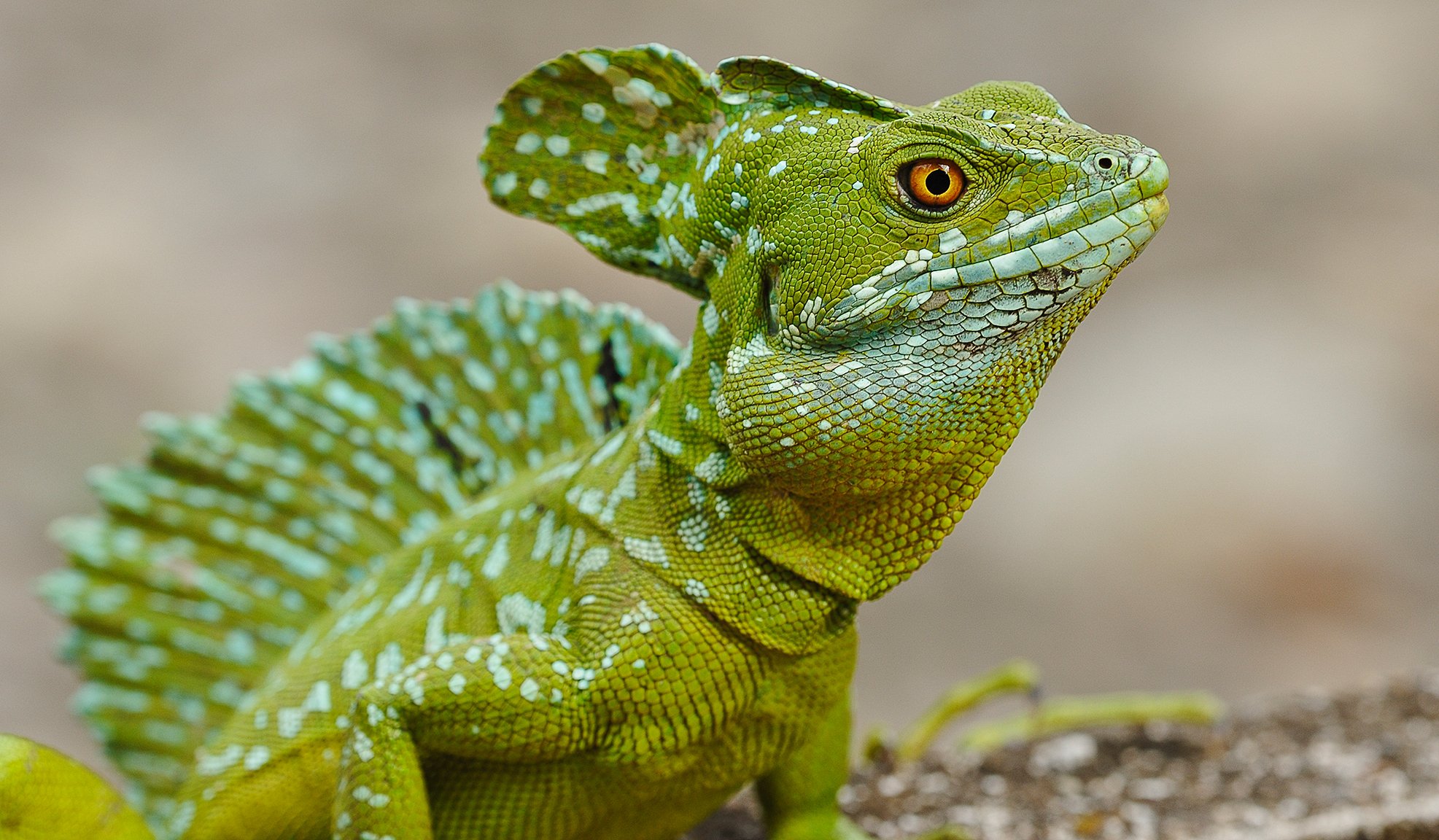 basilisken blick eidechse reptil auge