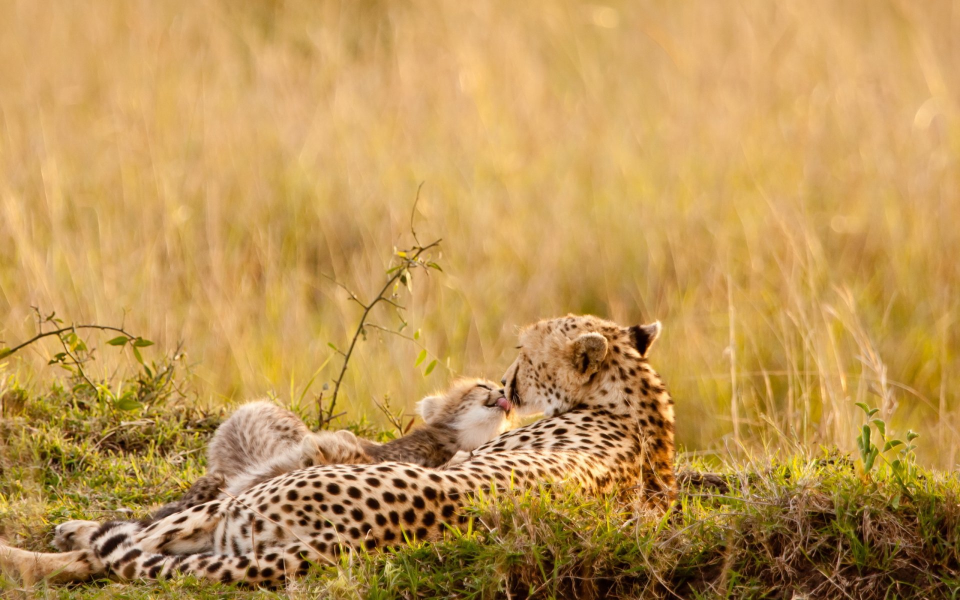 leoparden sommer natur