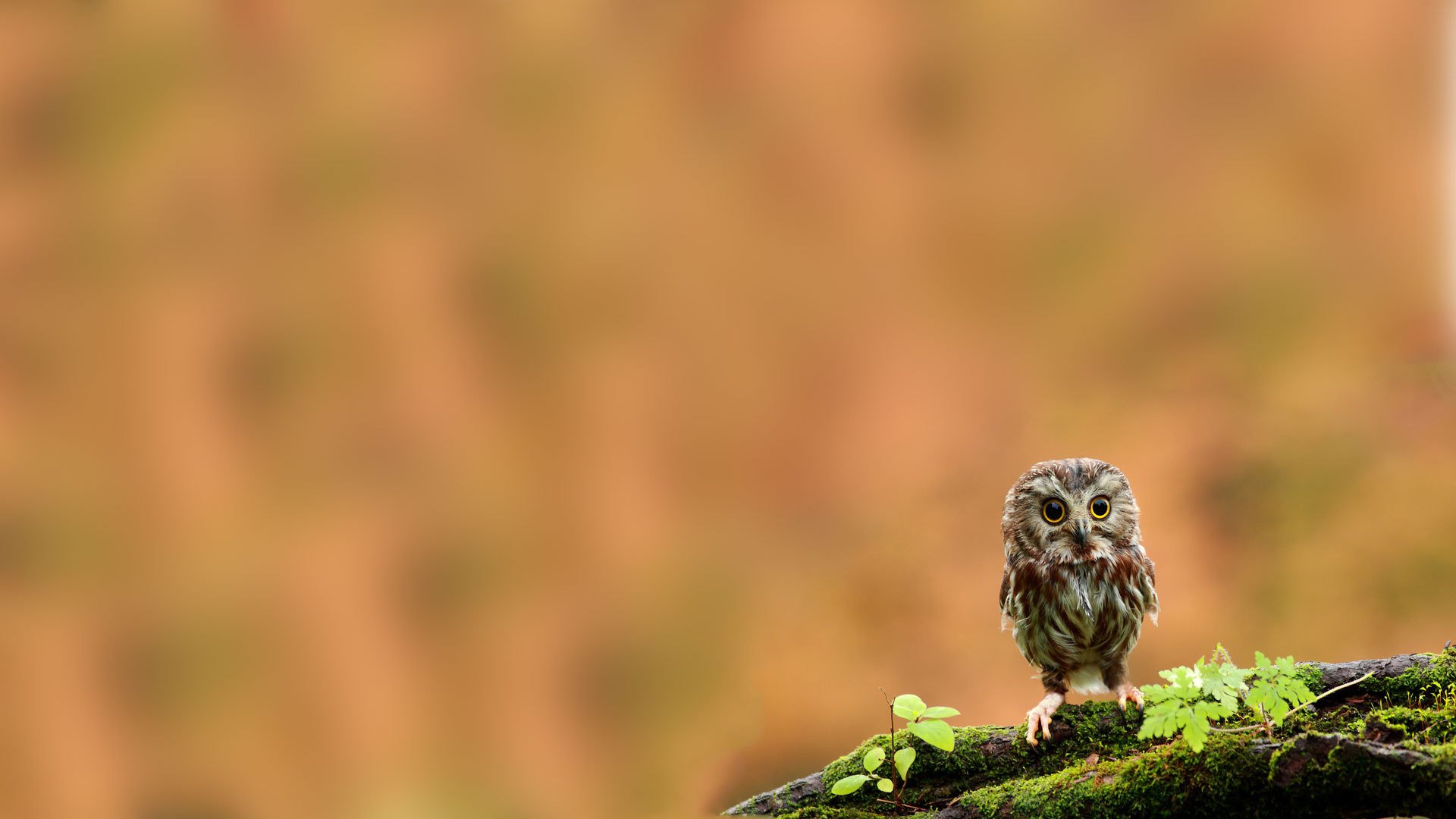 pájaro búho polluelo rama musgo