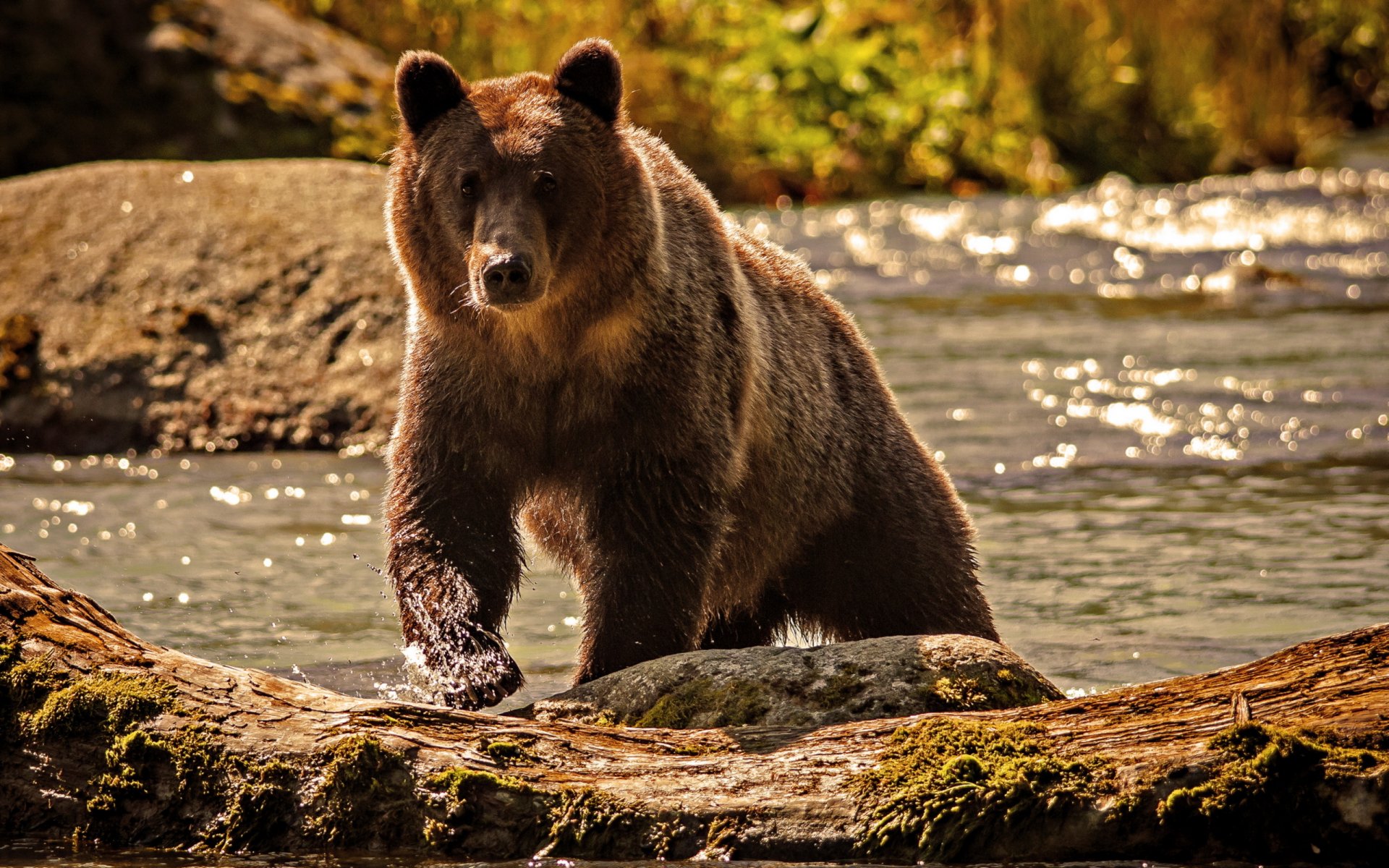 bear water river nature