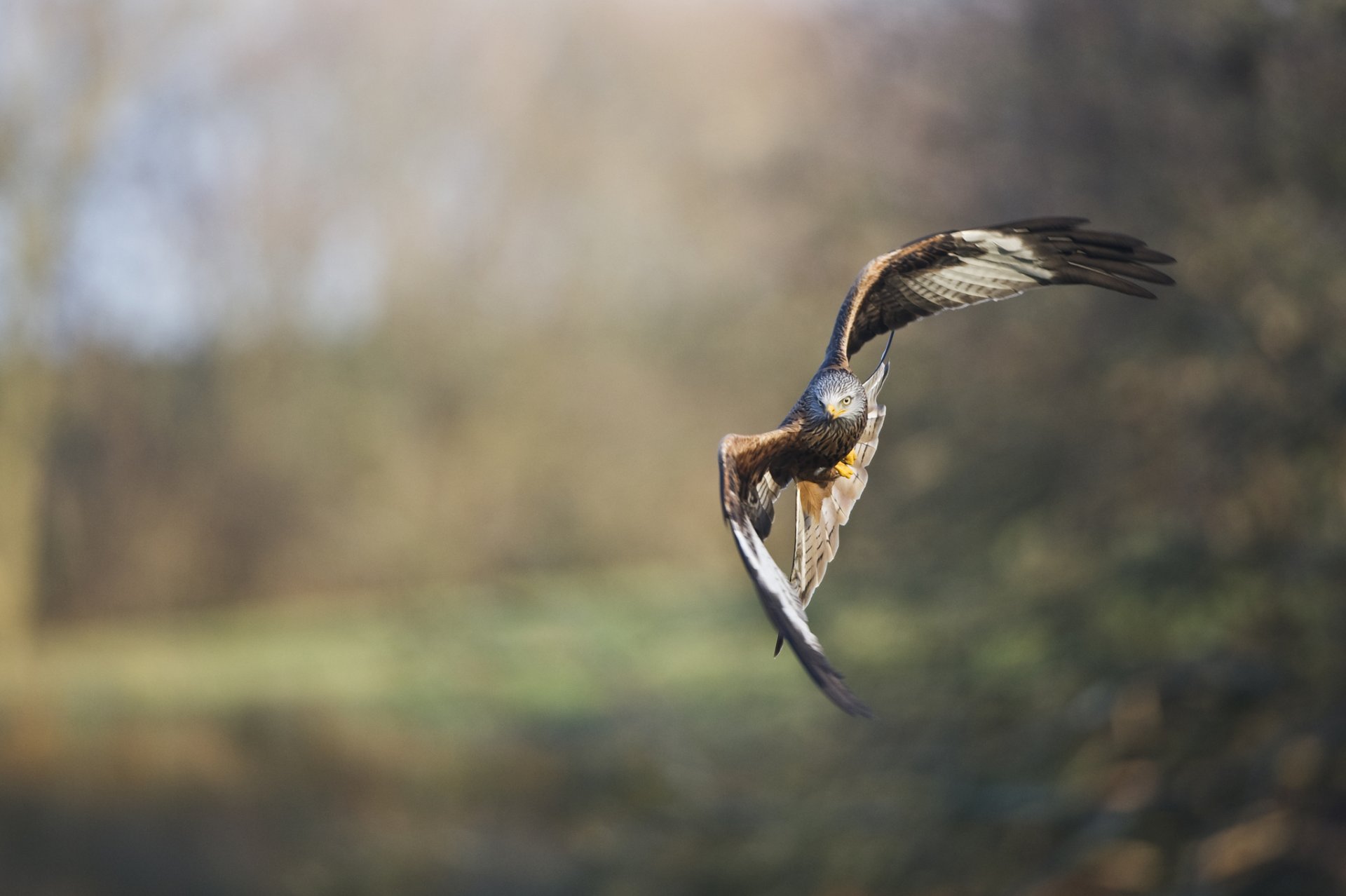 vogel schnabel flügel habicht