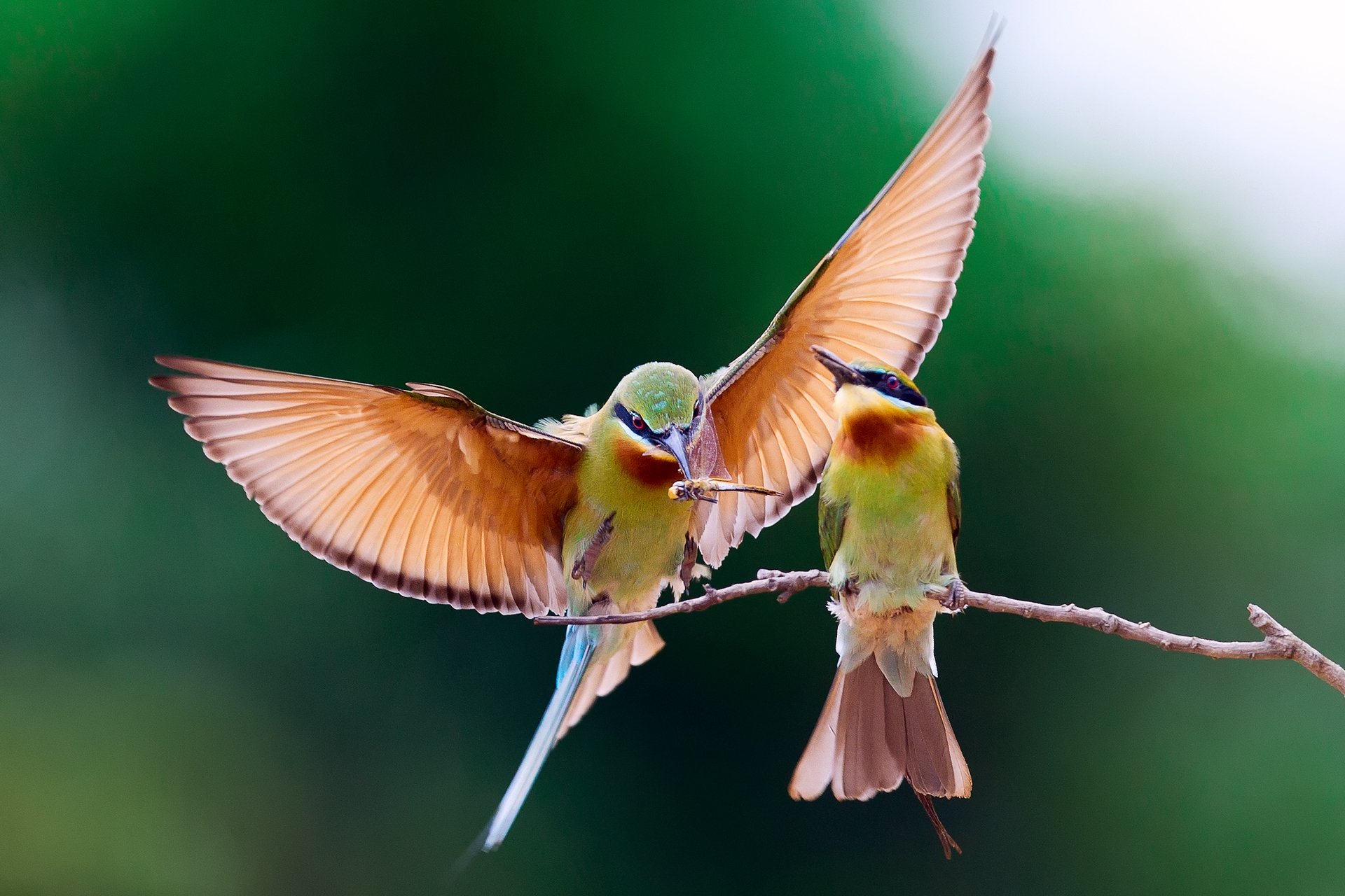 aves comedores de abejas ojos dorados rama