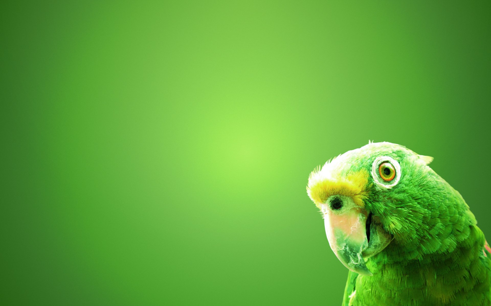 poultry parrot green background