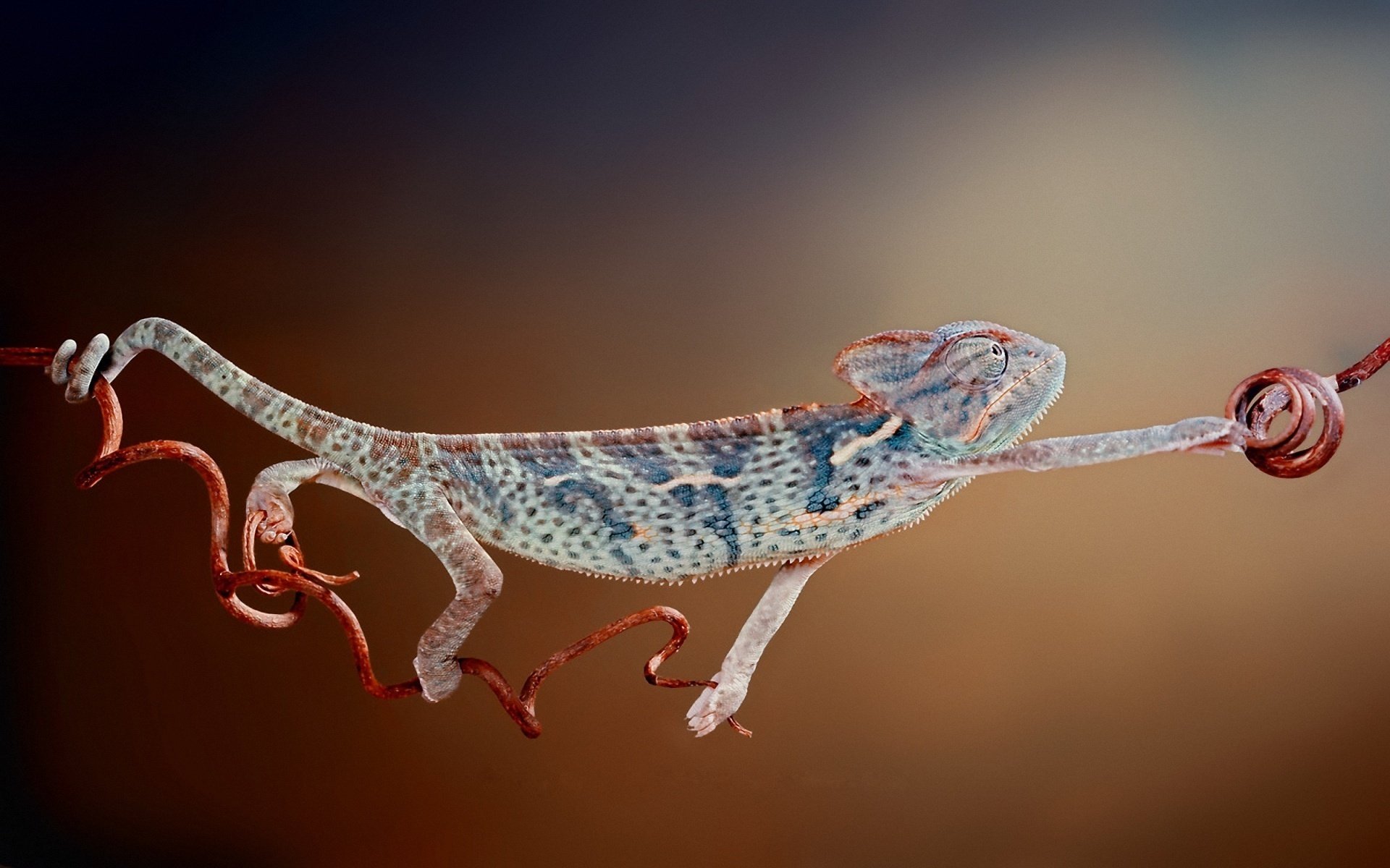 caméléon gros plan reptile