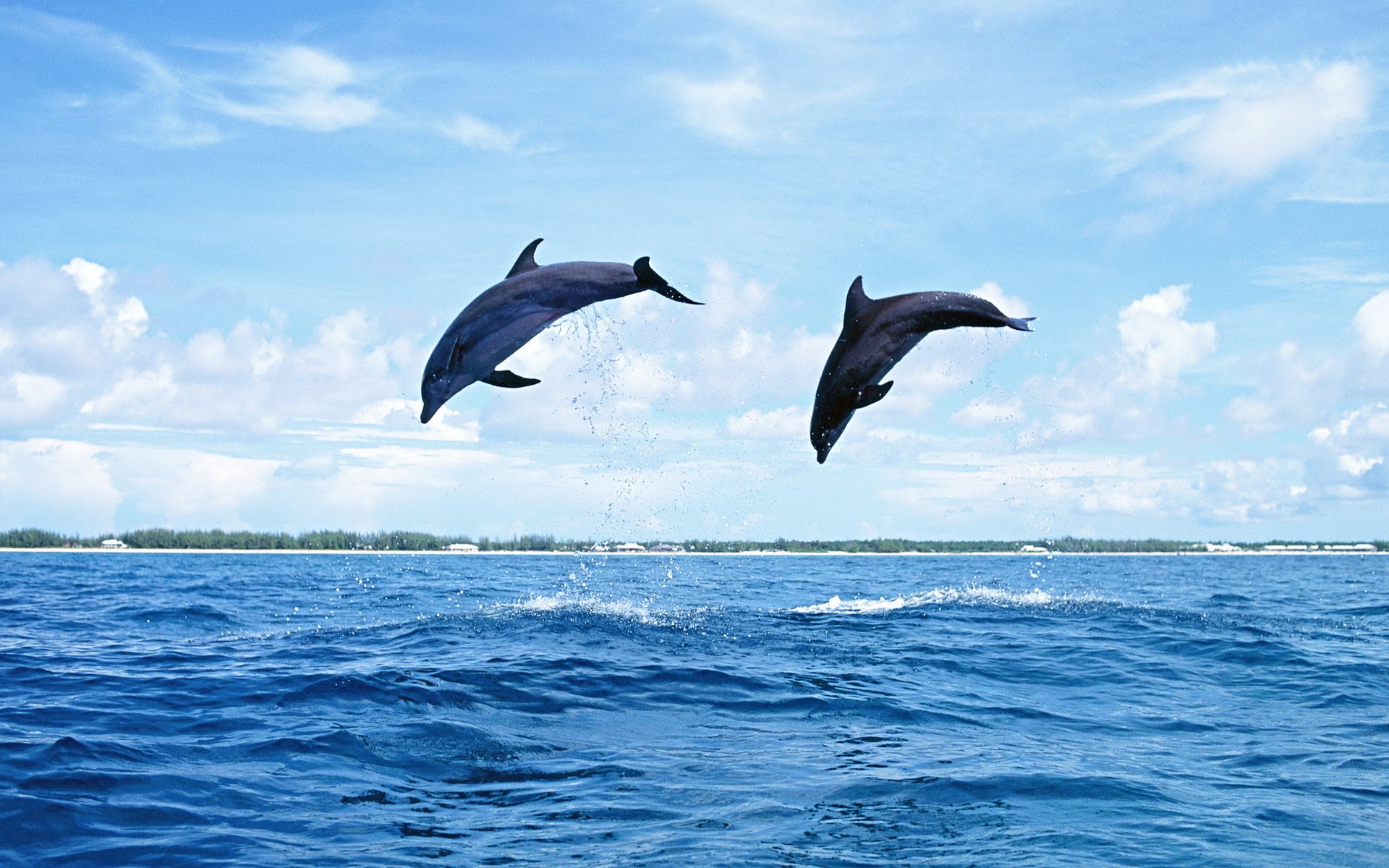 delfines salto agua naturaleza mar mamífero cielo islas