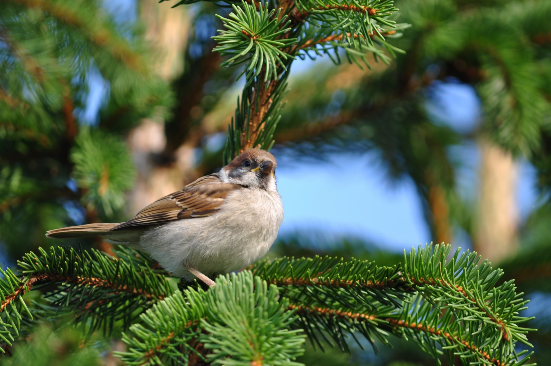 poultry sitting branch spruce nature sparrow