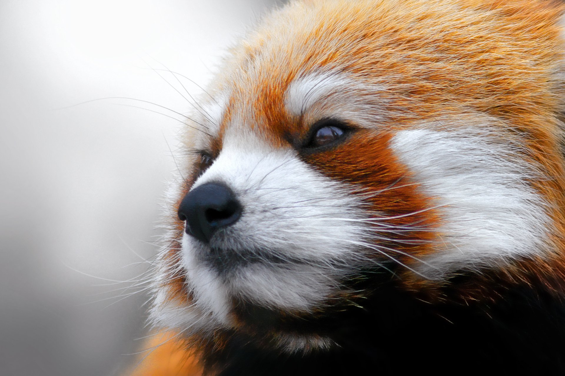 panda rouge firefox regarde