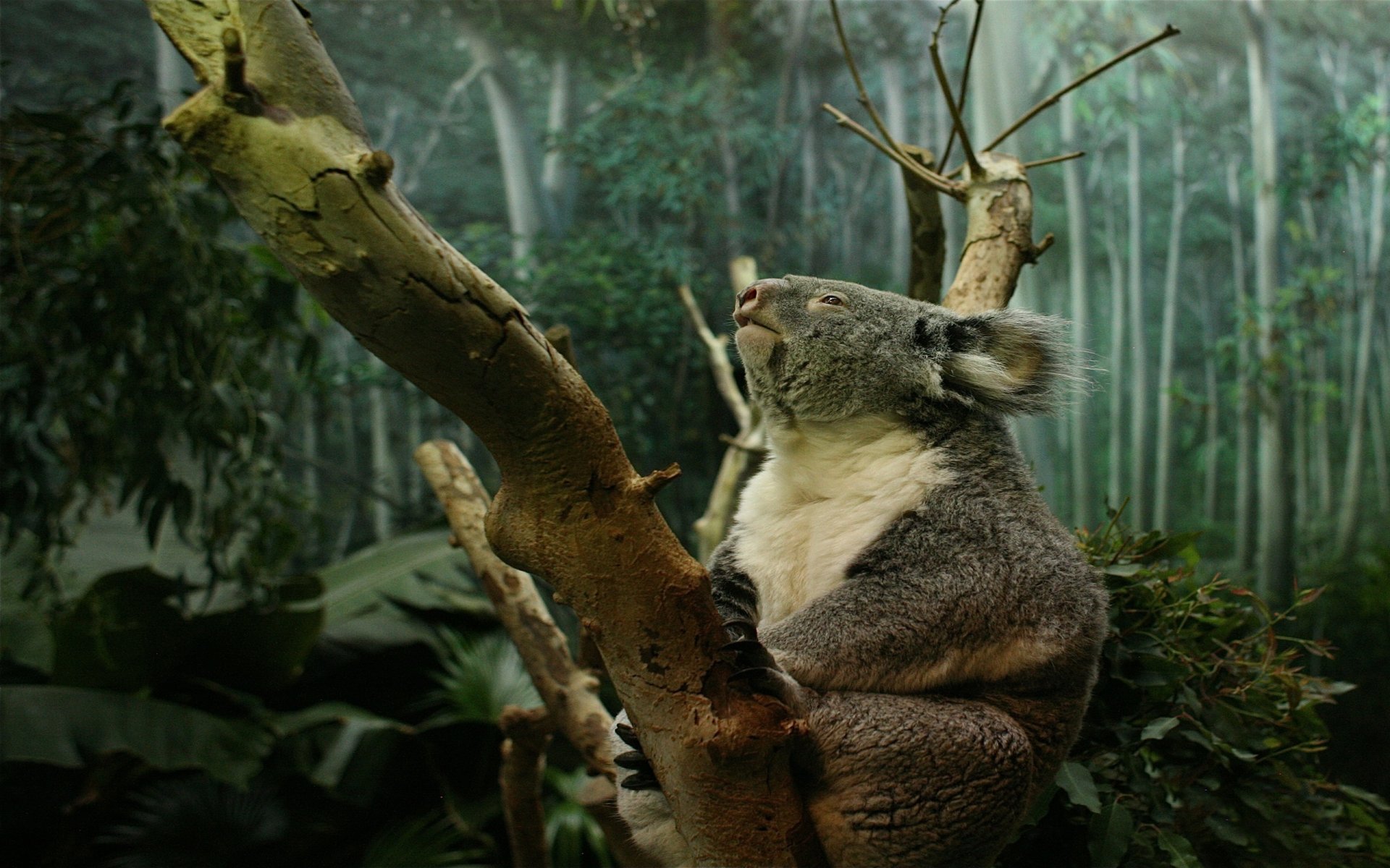 koala pfoten krallen baum stamm wald