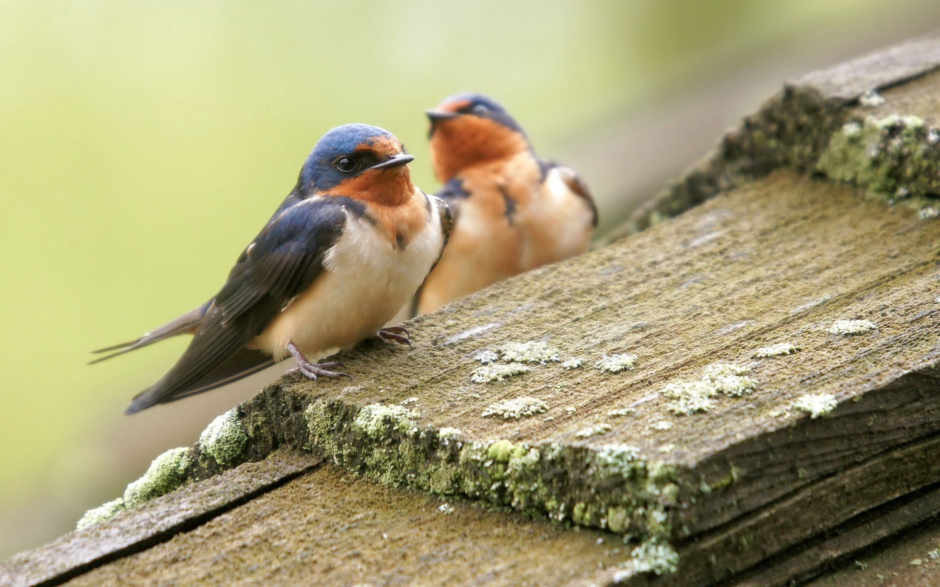 birds nature summer board