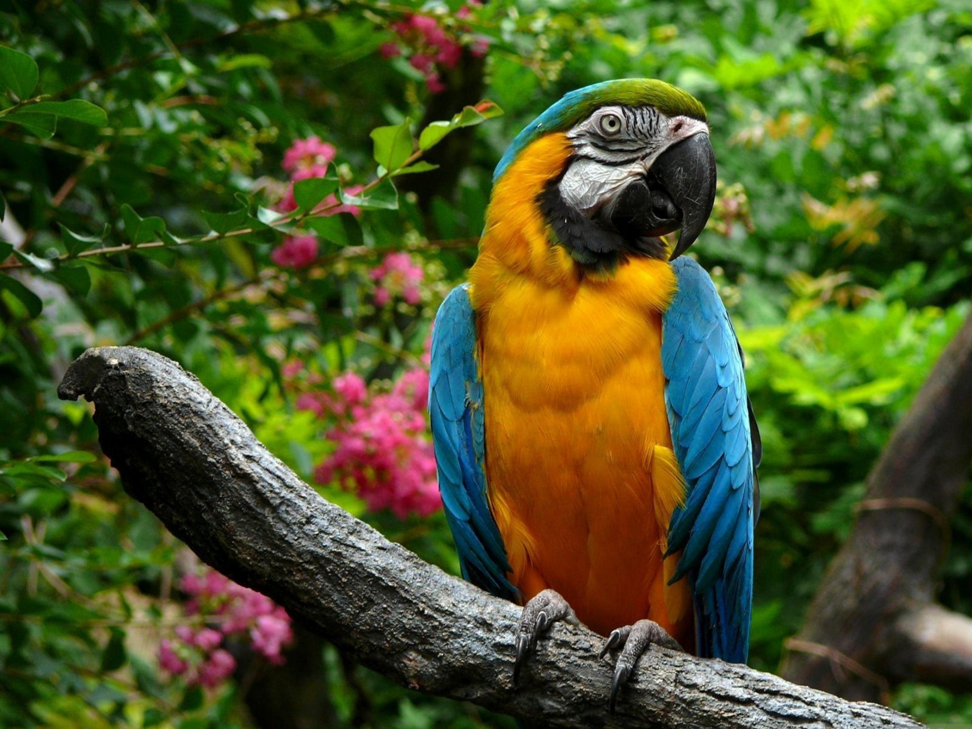 animals poultry parrot ara wallpaper