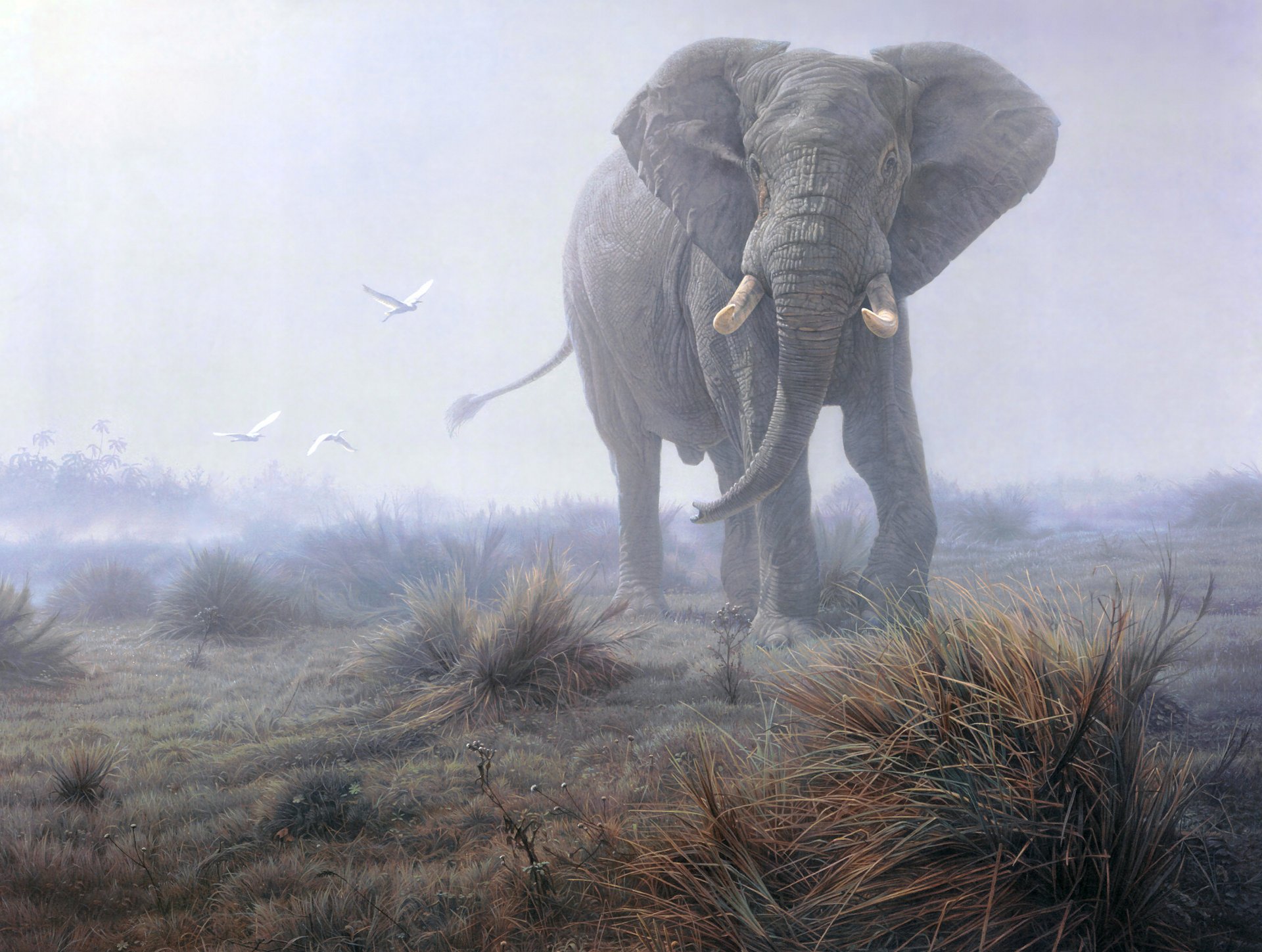 elefant nebel gras vögel