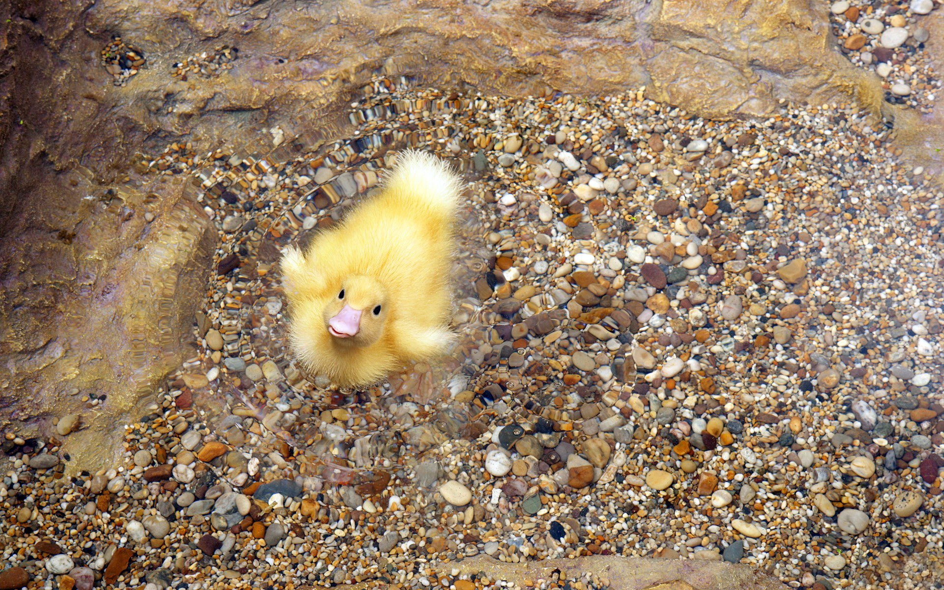 background stones pebbles water duckling pooh beak poultry