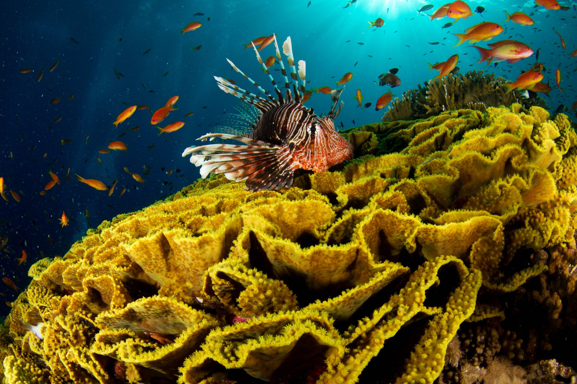 peces león corales mar océano agua