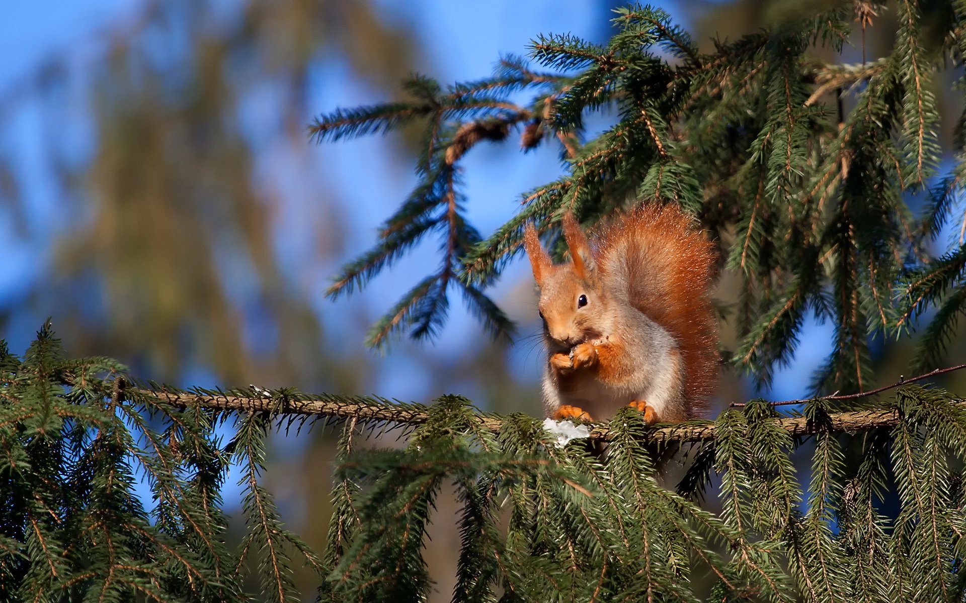 animals protein spruce