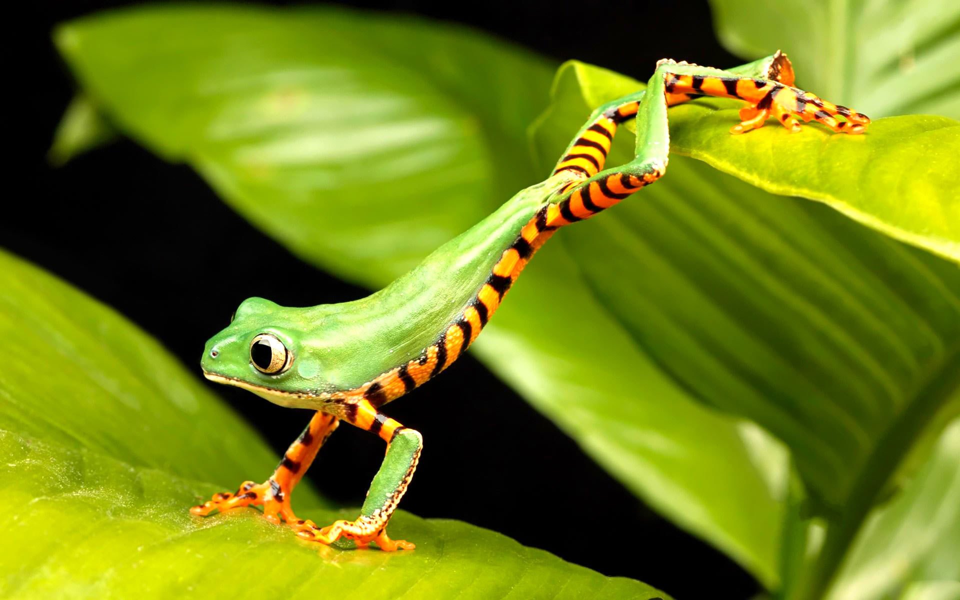 frosch springt grün