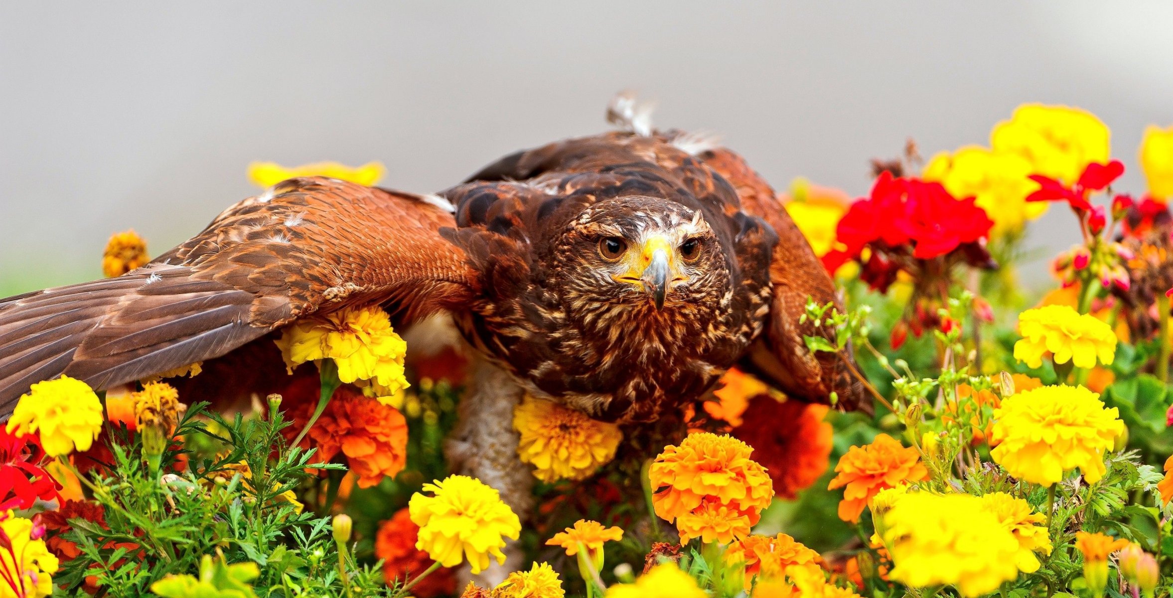 pájaro depredador flores caléndulas vista