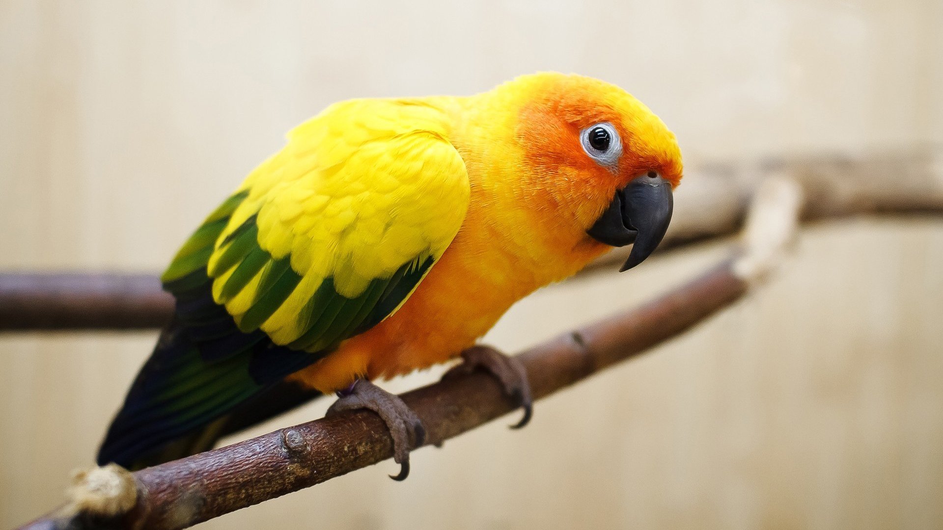 papagei vogel zweig augen