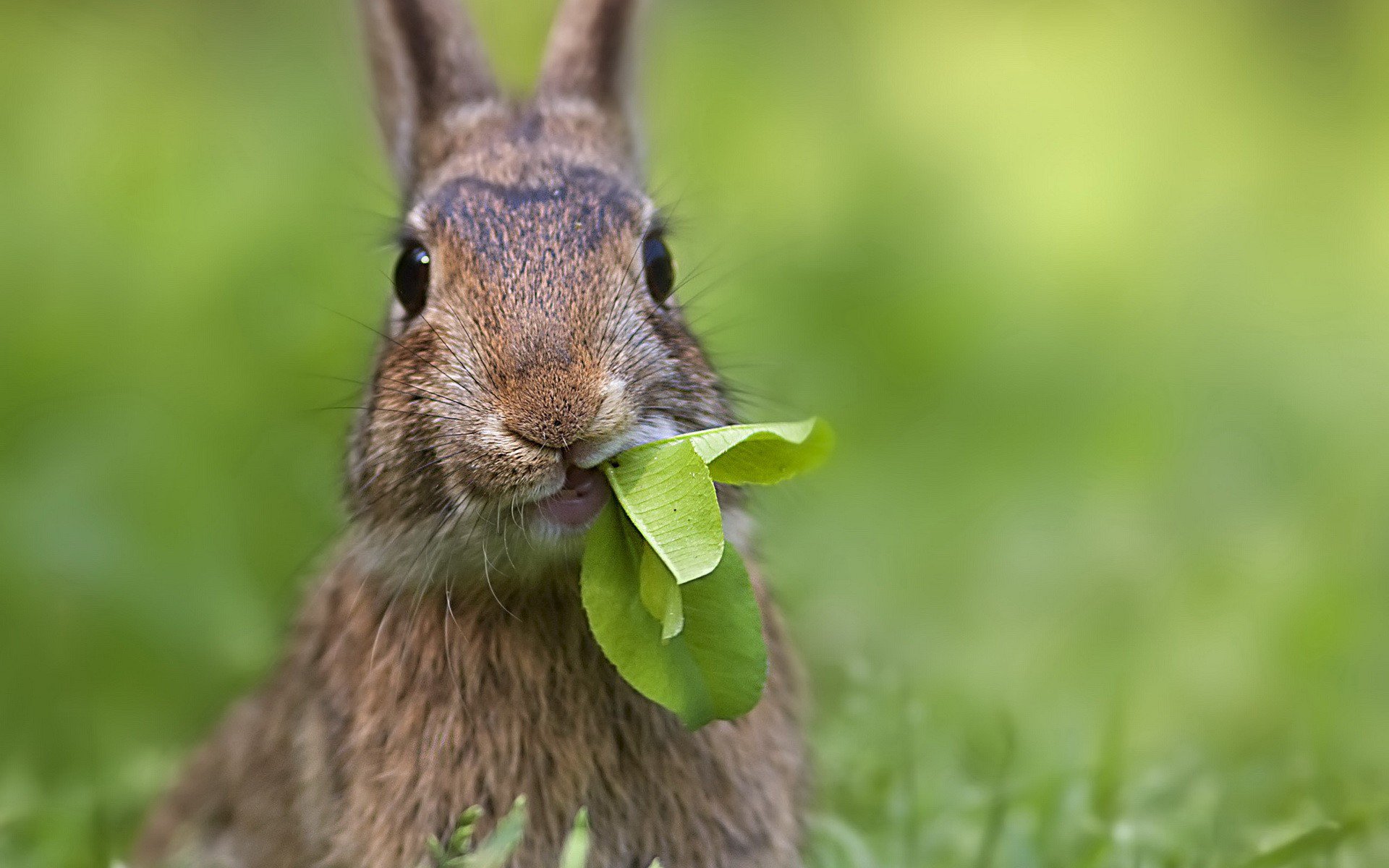 hase blätter ohren