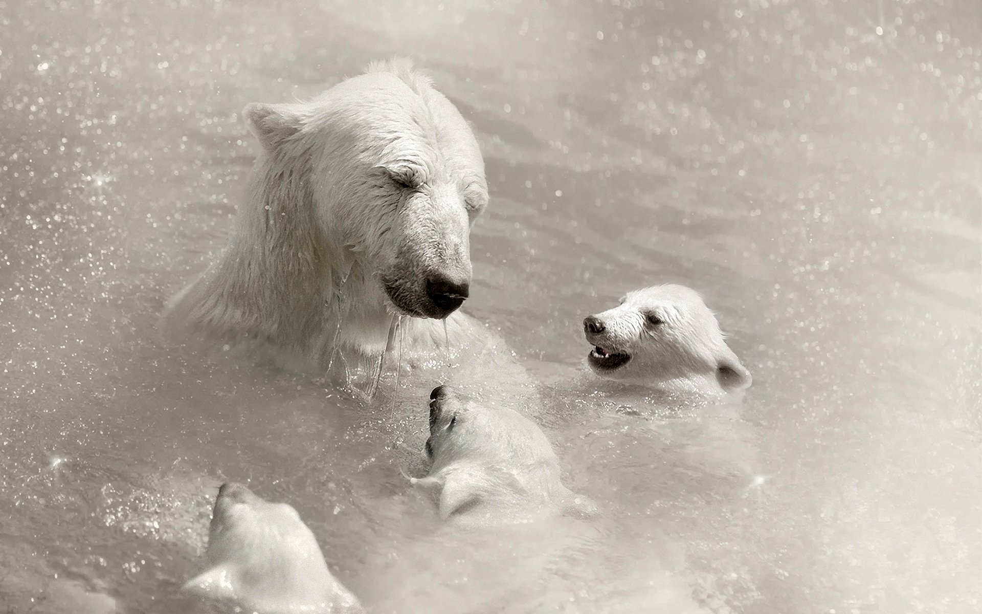 orso orsacchiotto ursus maritimus bianco orso