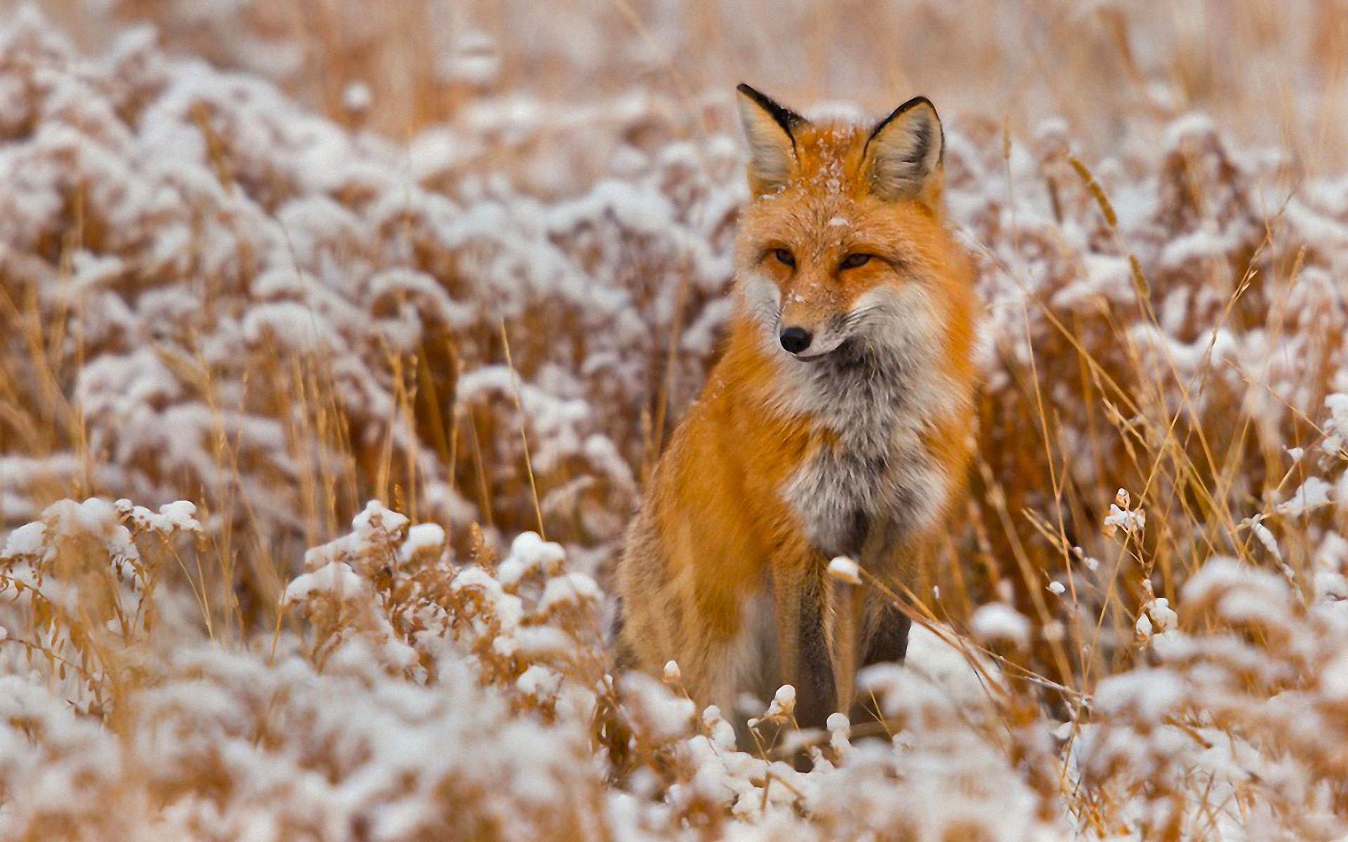 animals fox winter snow