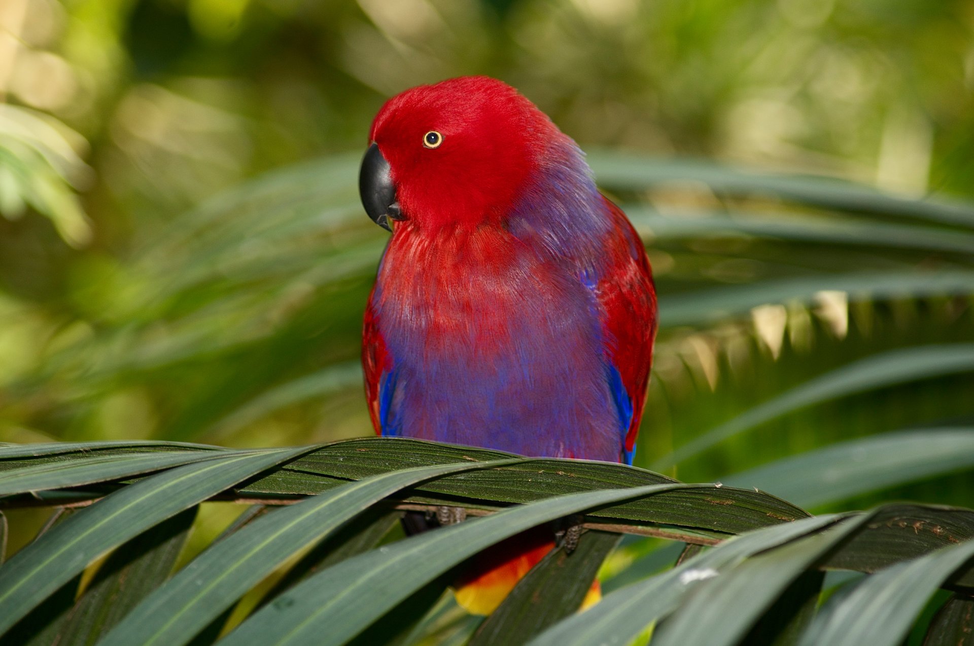 loro pájaro ramas follaje palma