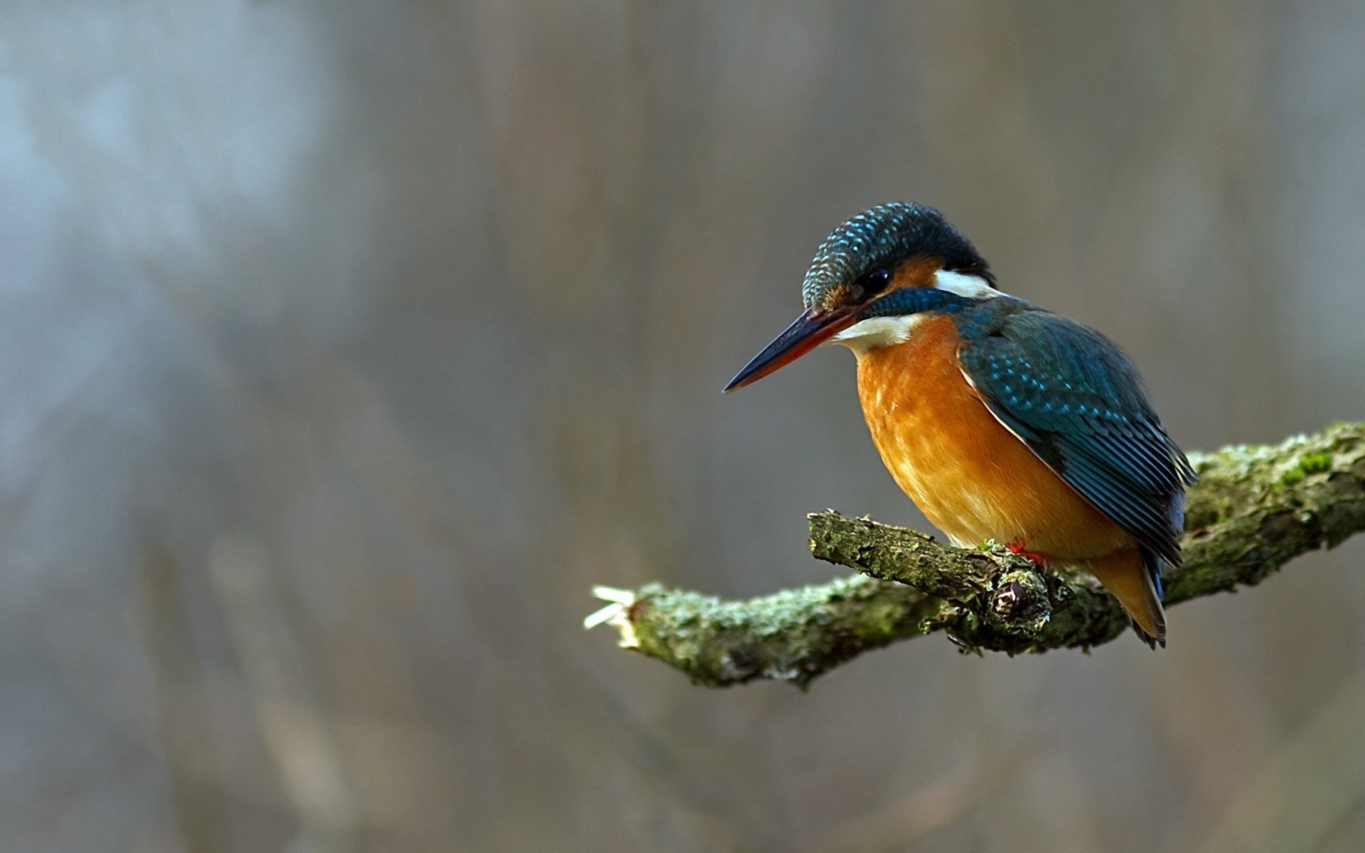 pájaro martín pescador rama