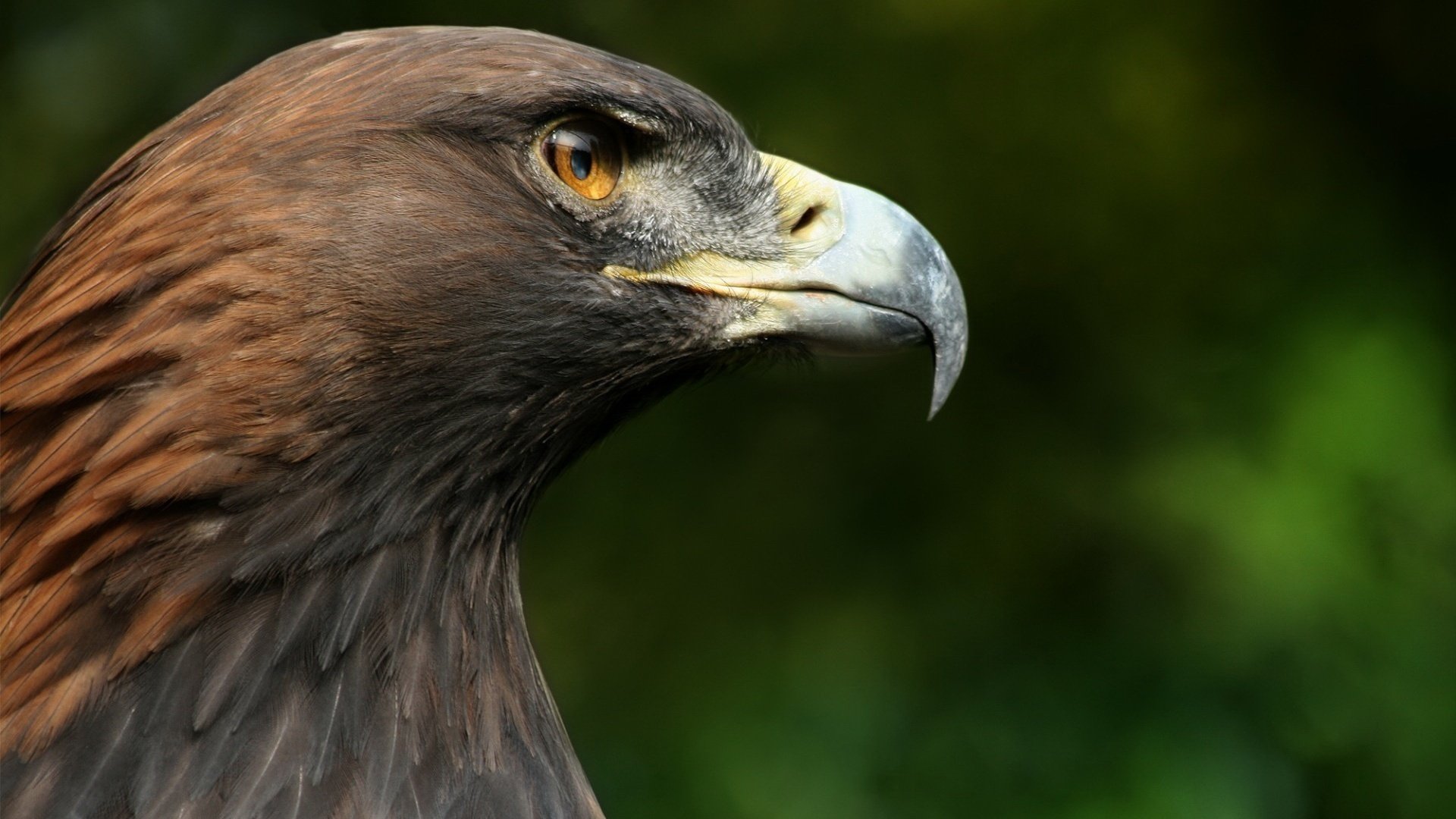 falke falke vogel kopf makro schnabel