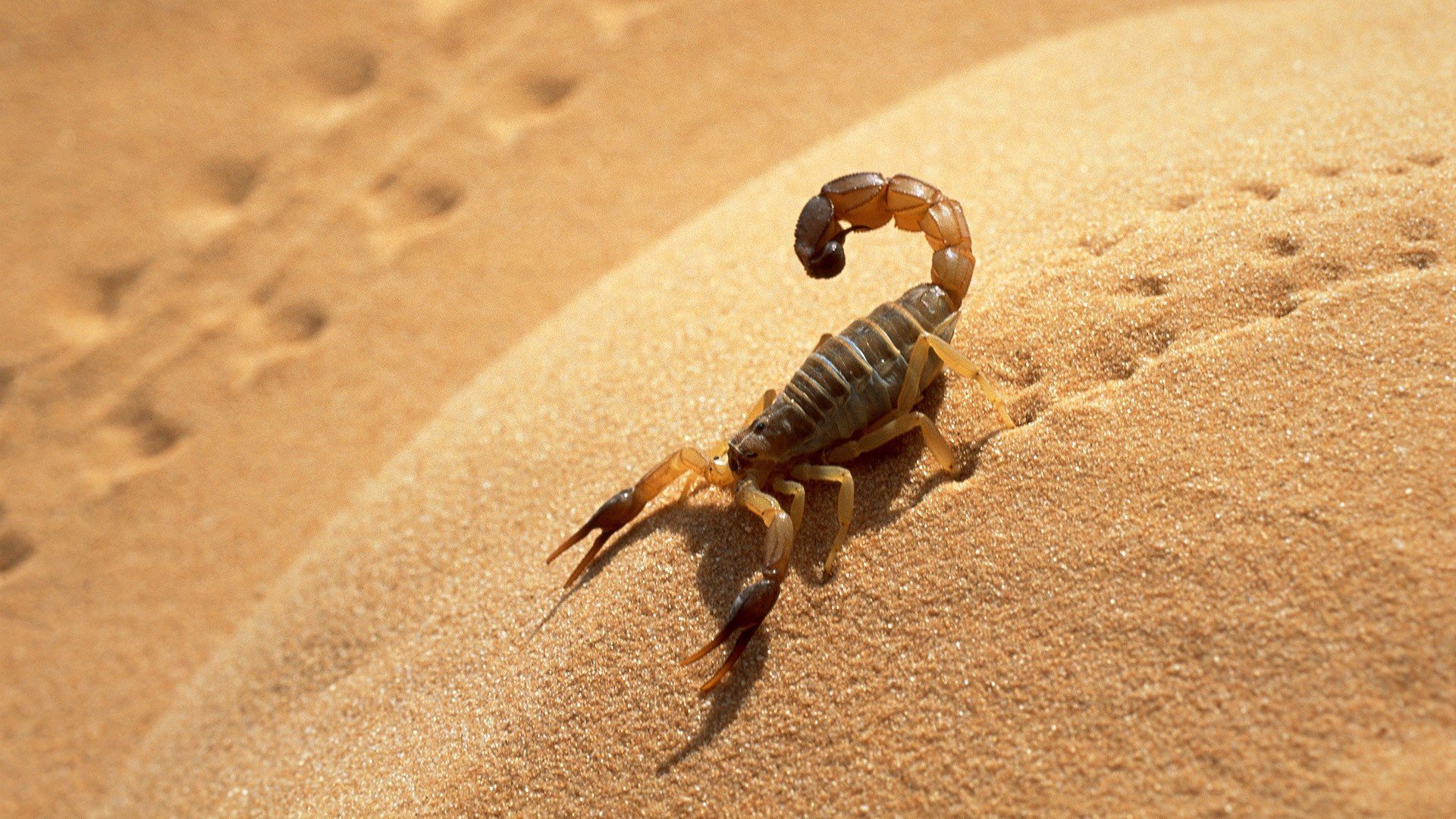 skorpion sand schatten spuren