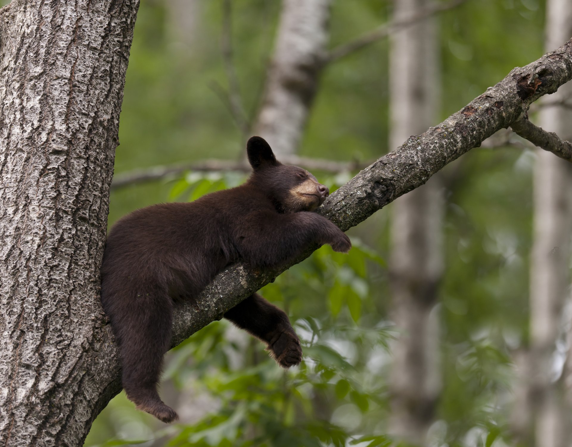 ours en peluche dormir arbre