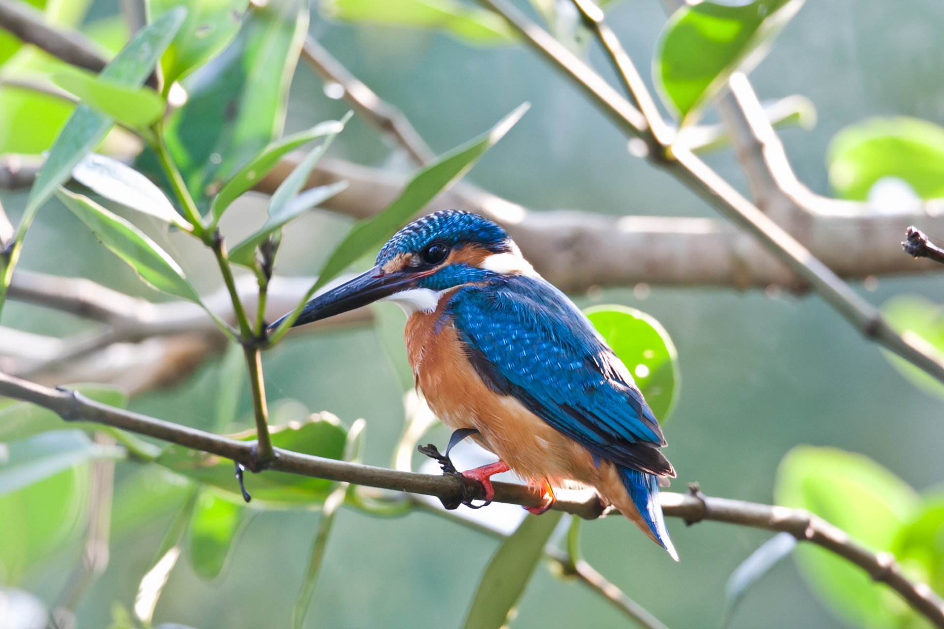 poultry kingfisher branch