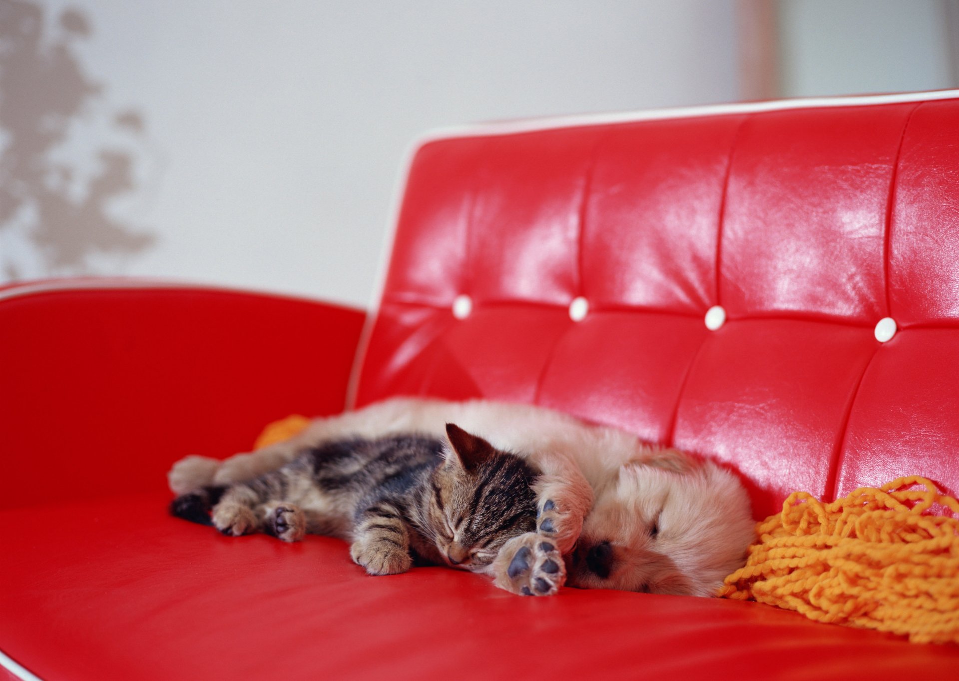 dog kitten sofa