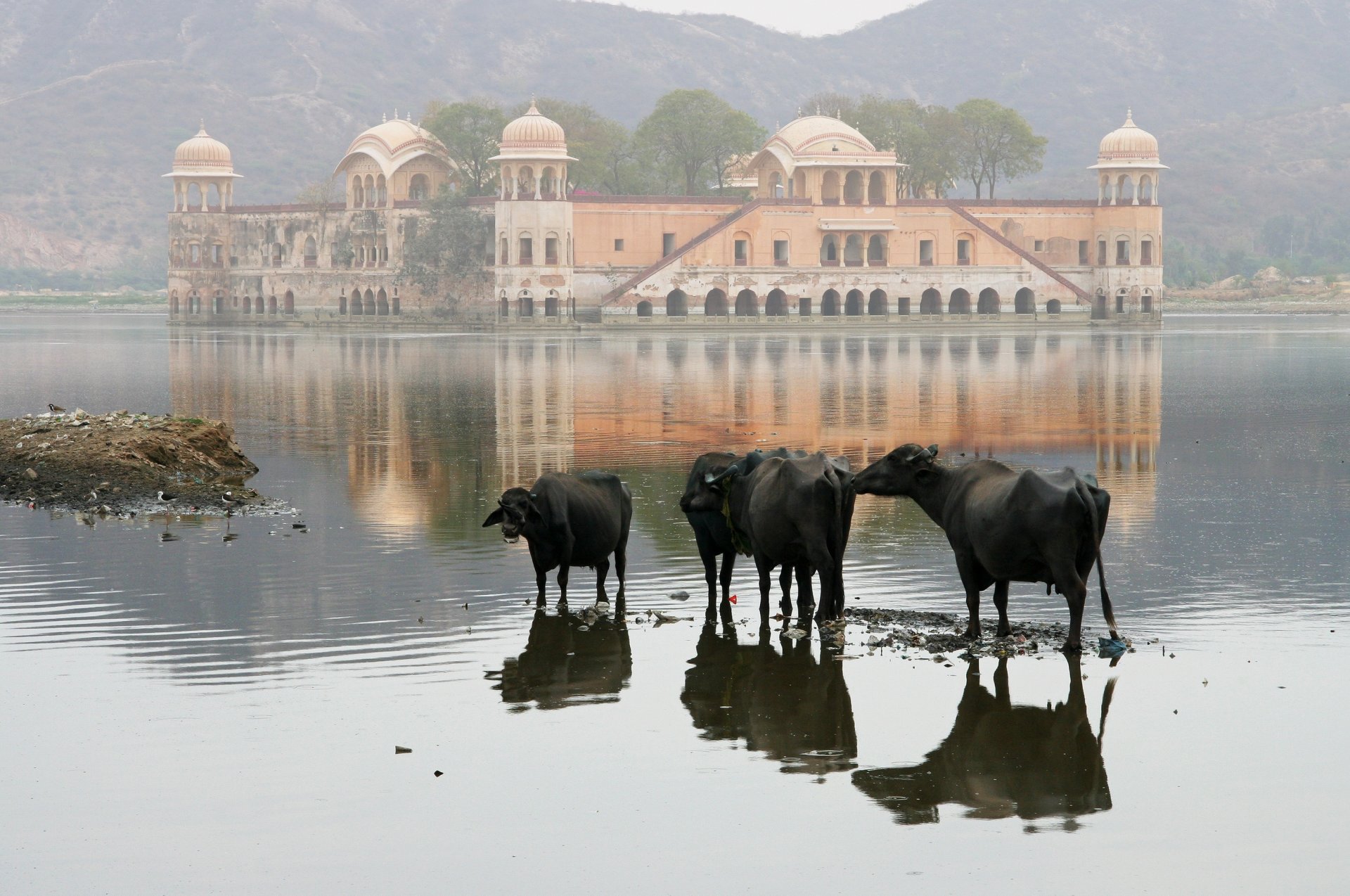 nature cow house lake mountain landscape india wallpaper