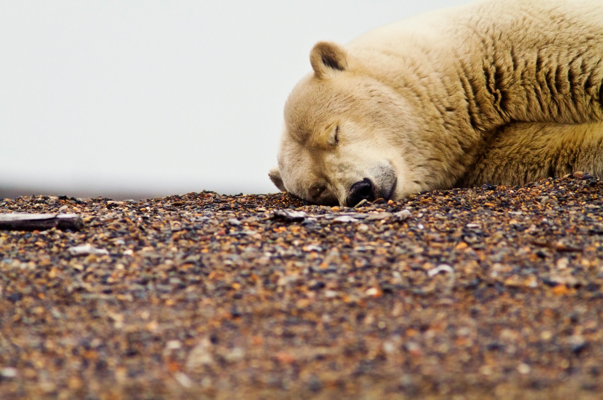 weiß schmutzig teddybär bär schläft kiesel ruhe globale erwärmung