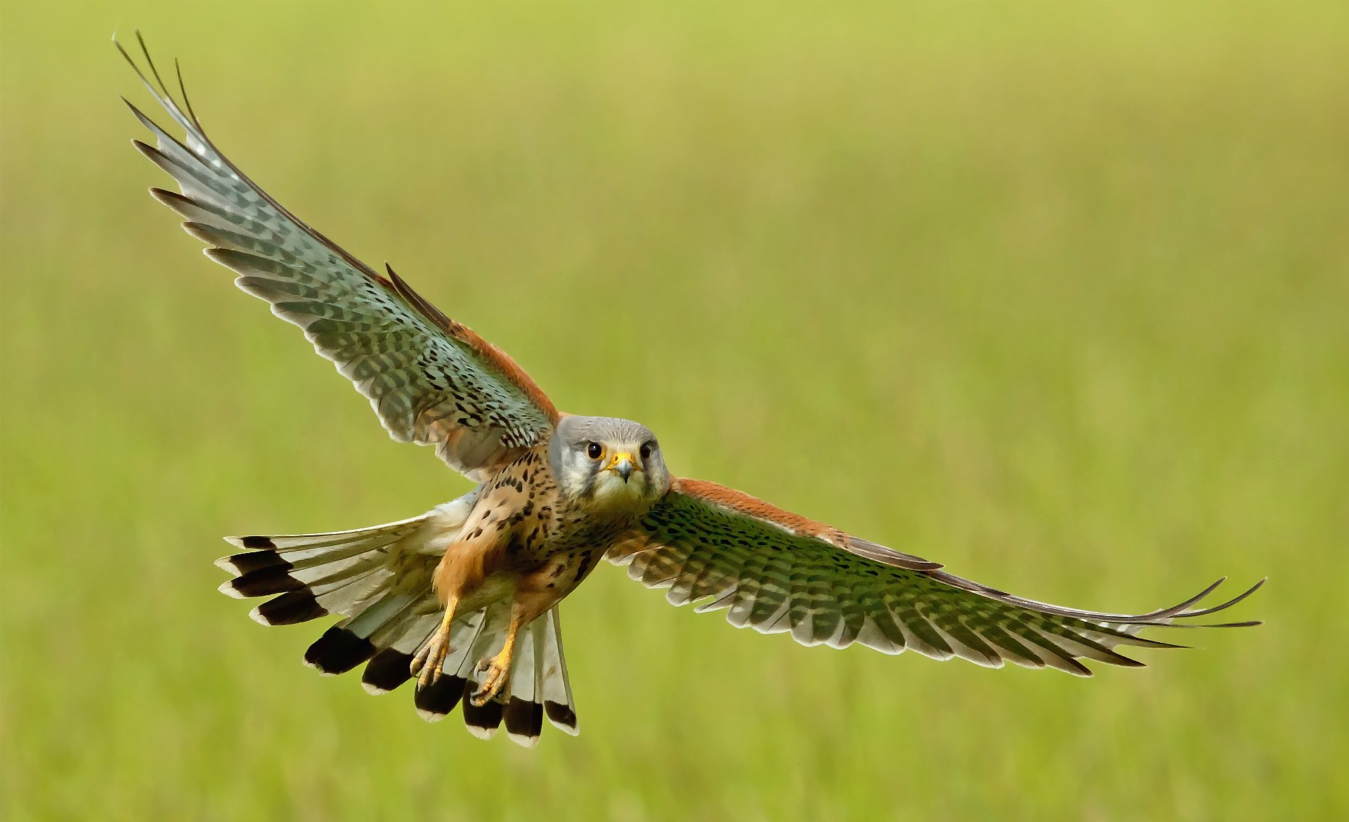 crécerelle oiseau vol ailes battement